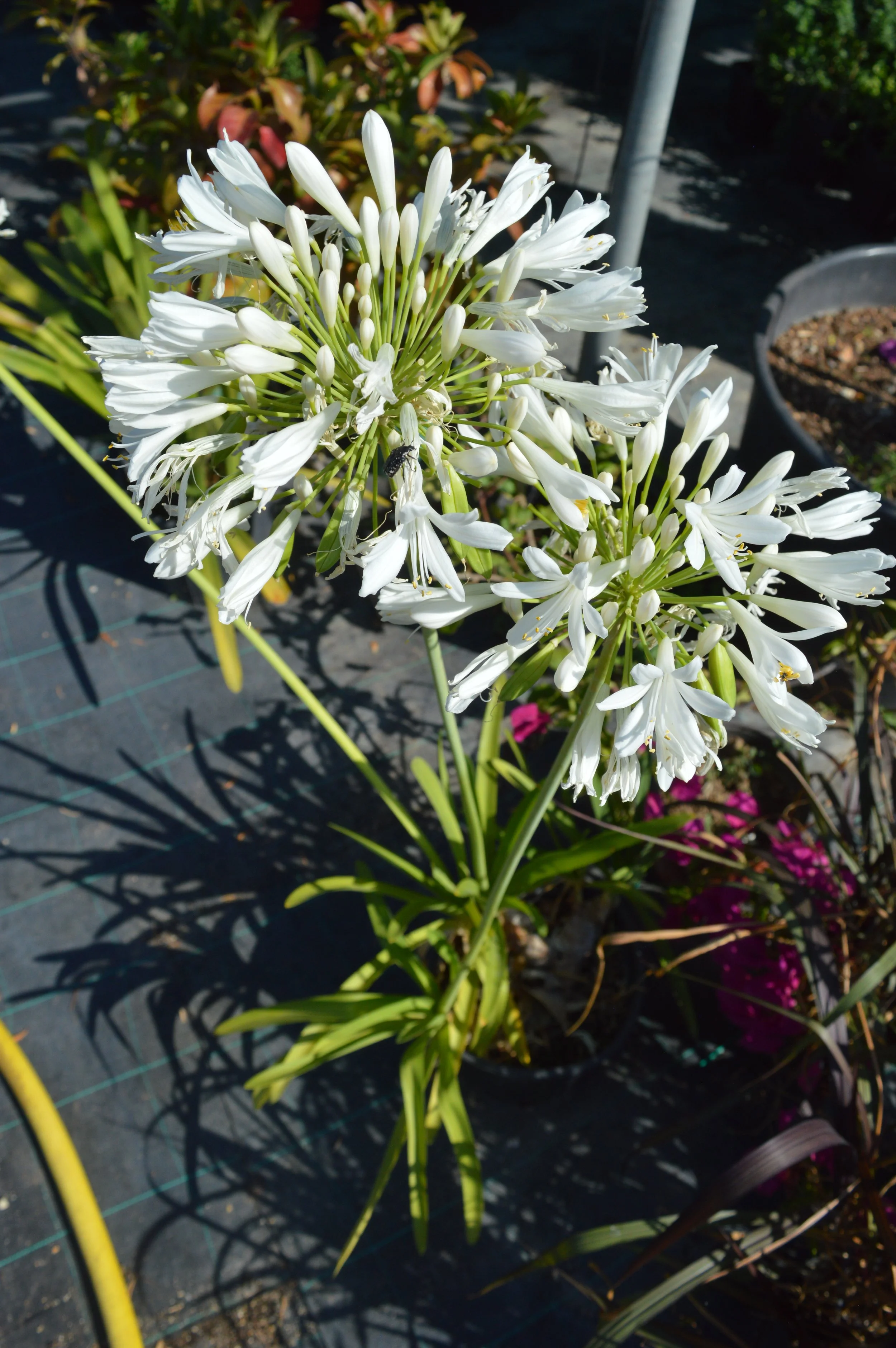 White flowering plant with multiple clusters of small white flowers in a garden setting, with green foliage and garden pots in the background.