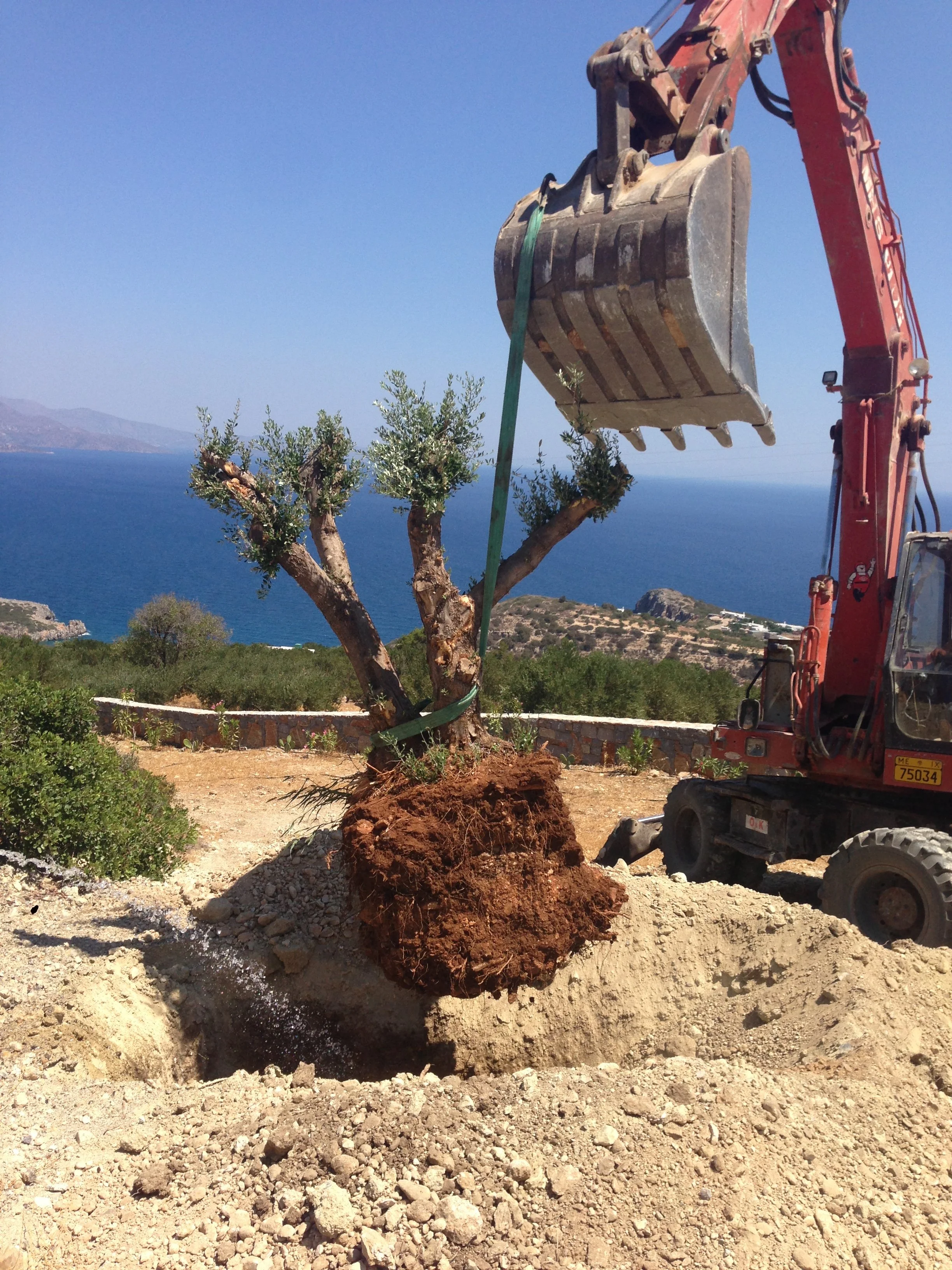  Construction site with excavator lifting a tree and roots over a rocky terrain near the coast, with blue sky and mountains in the background.