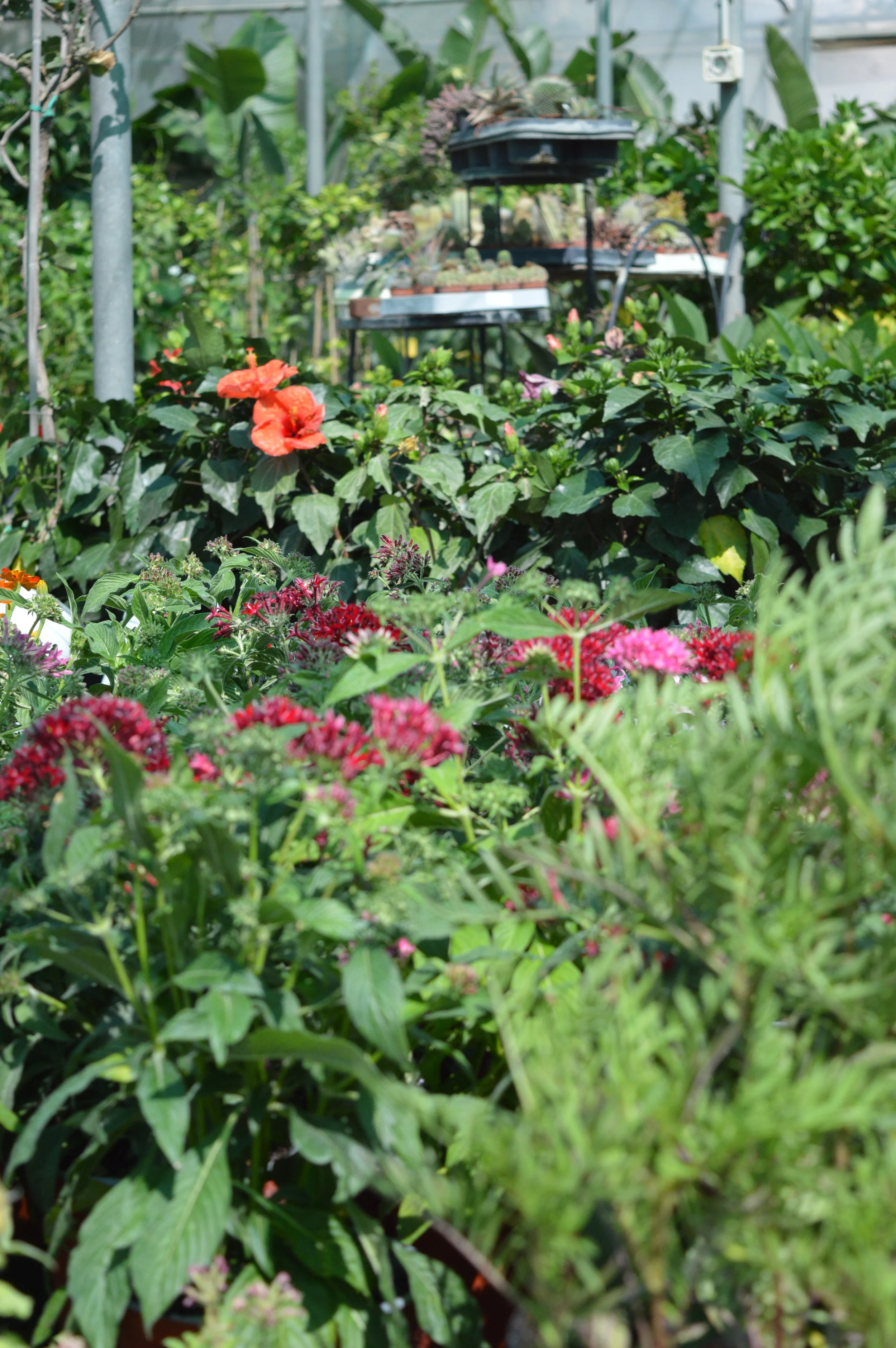 Various green plants and colorful flowers in a greenhouse or garden with some gardening trays and equipment in the background.