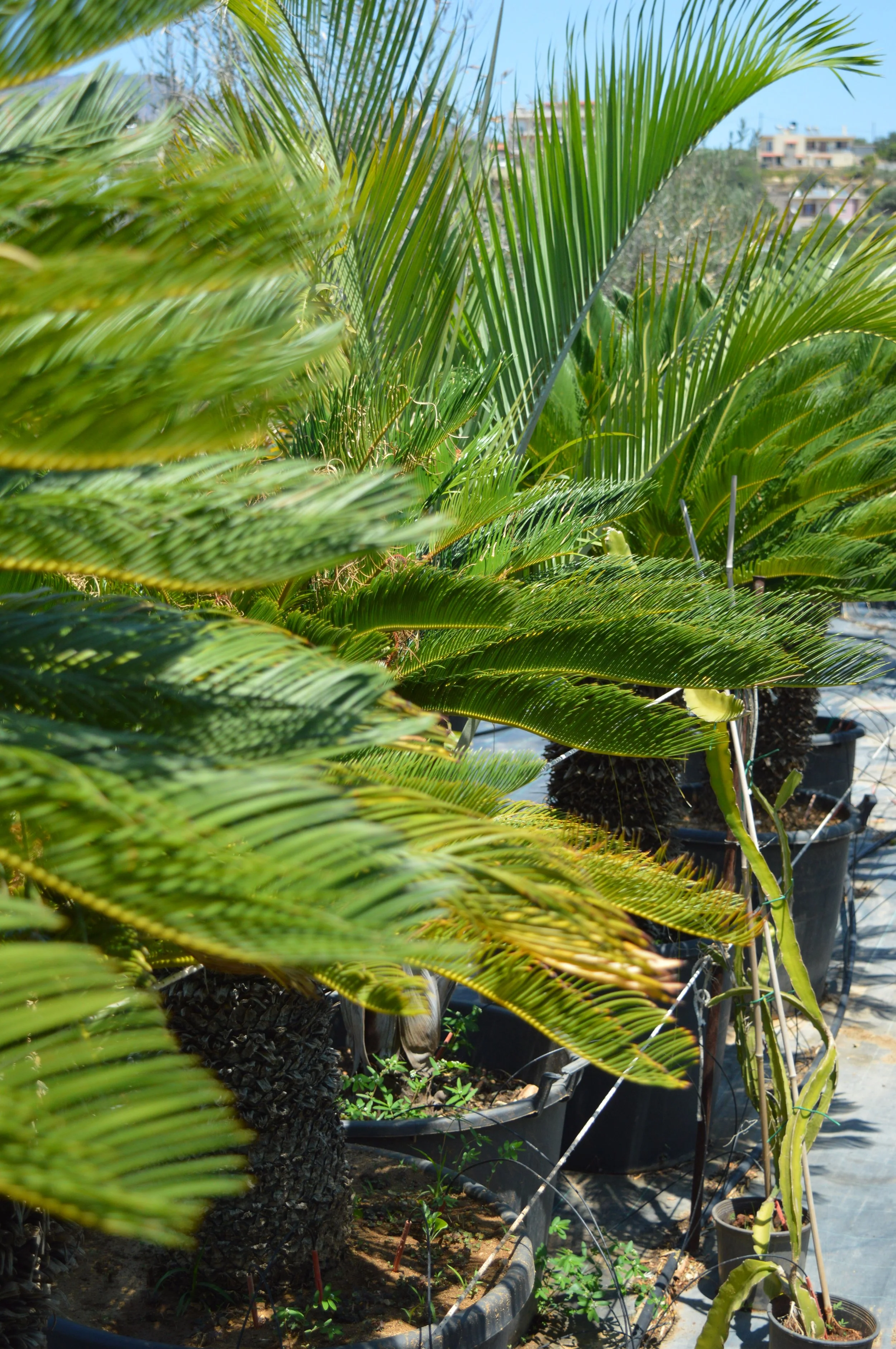 Palm-like plants
