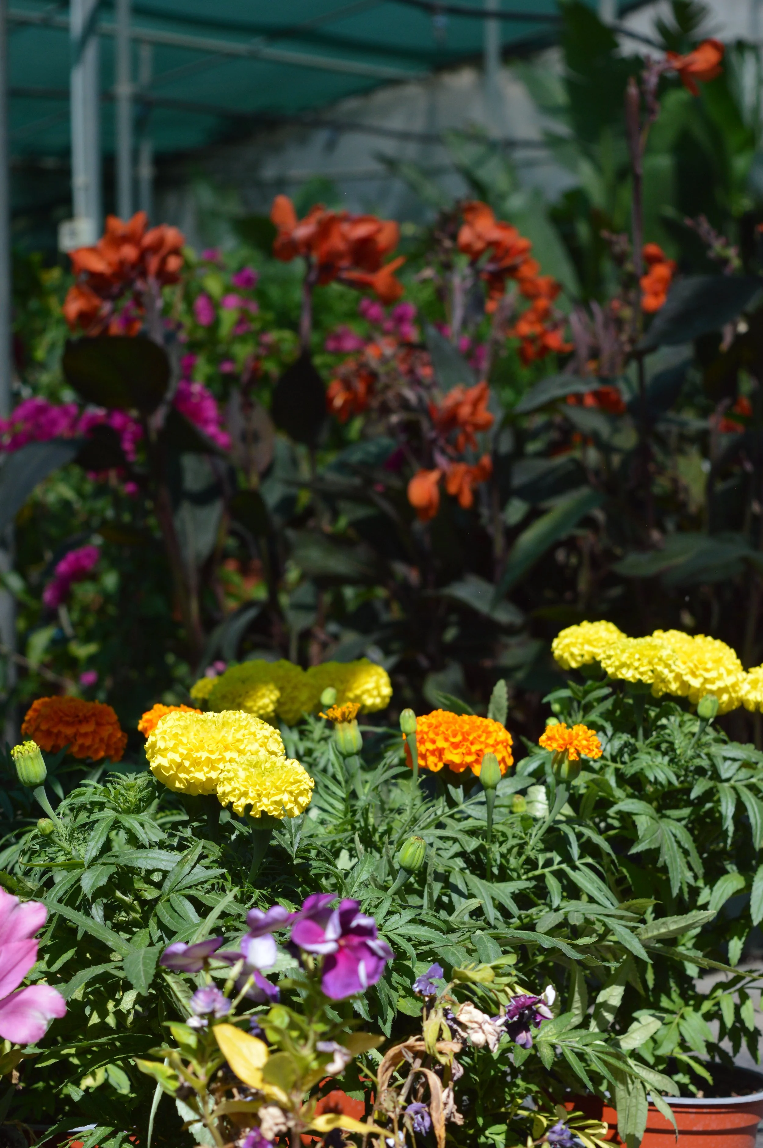 Colorful marigold flowers in yellow, orange, and purple bloom in a garden with green leaves, in front of a greenhouse structure.