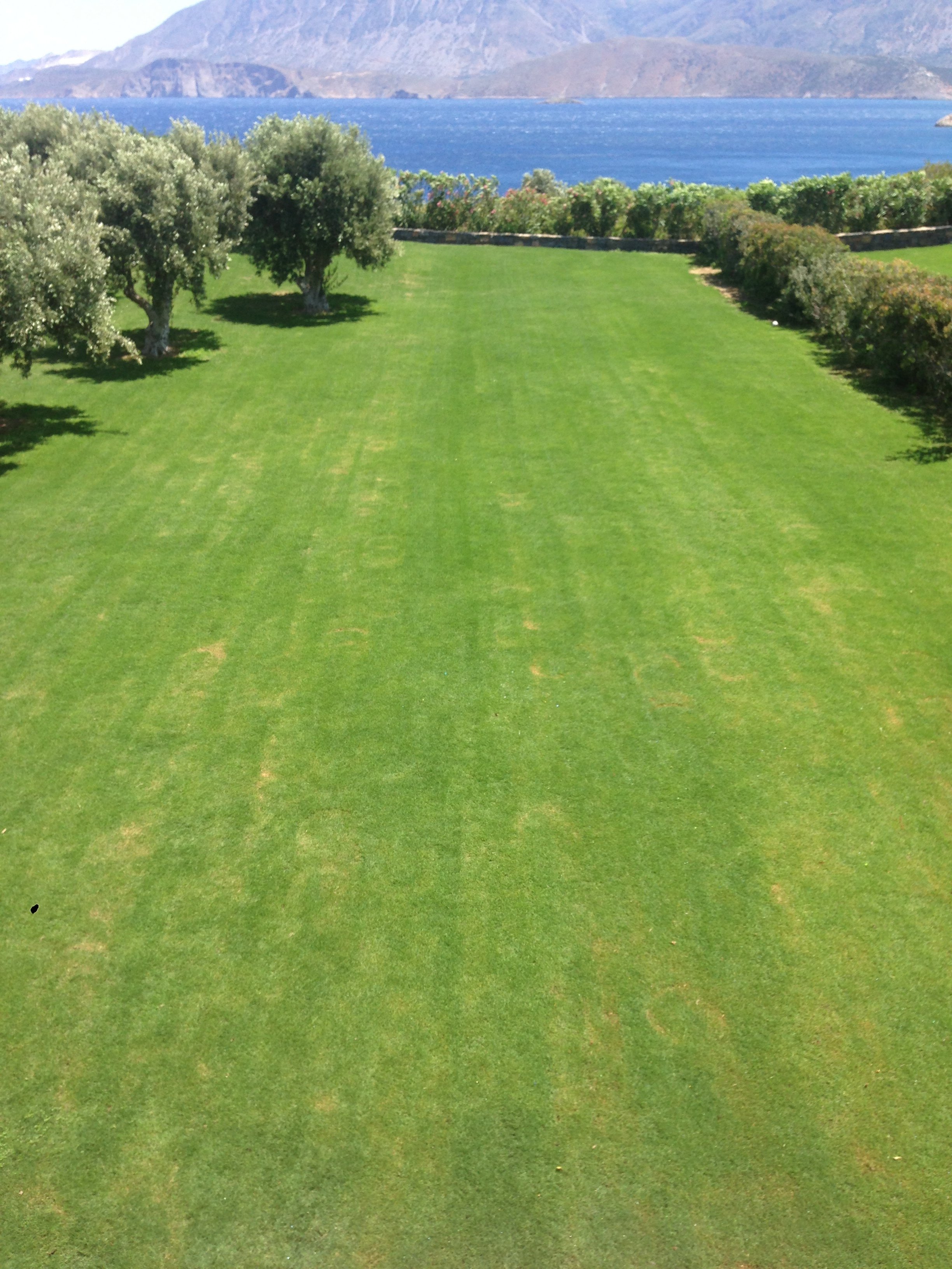 A lush green lawn with a few trees and a body of water in the background, along with mountains under a clear sky.