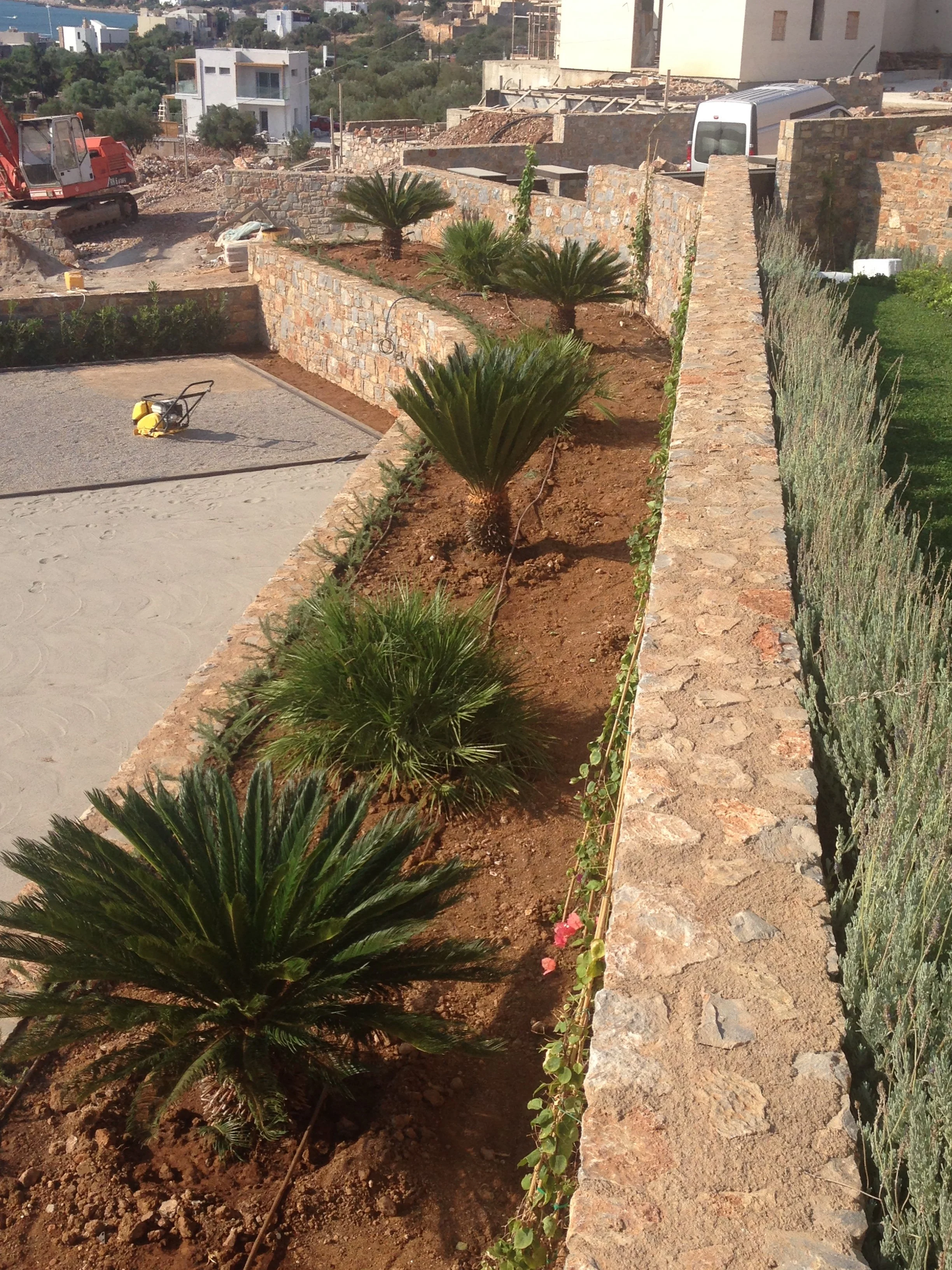 Young palm trees planted along a stone retaining wall in a landscaped area with a dirt ground. Construction site and buildings are visible in the background.
