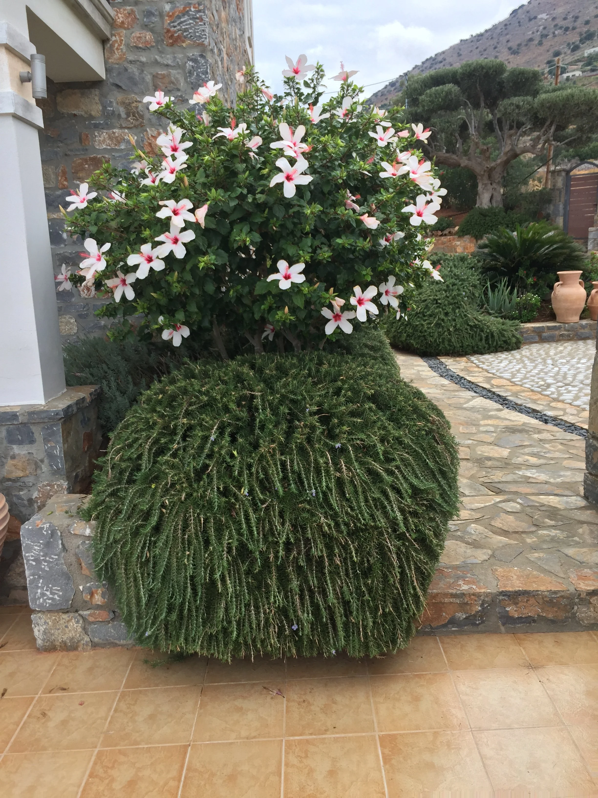A large potted bush with white and pink flowers placed on a stone patio near a stone wall of a house, with trees and hills in the background.