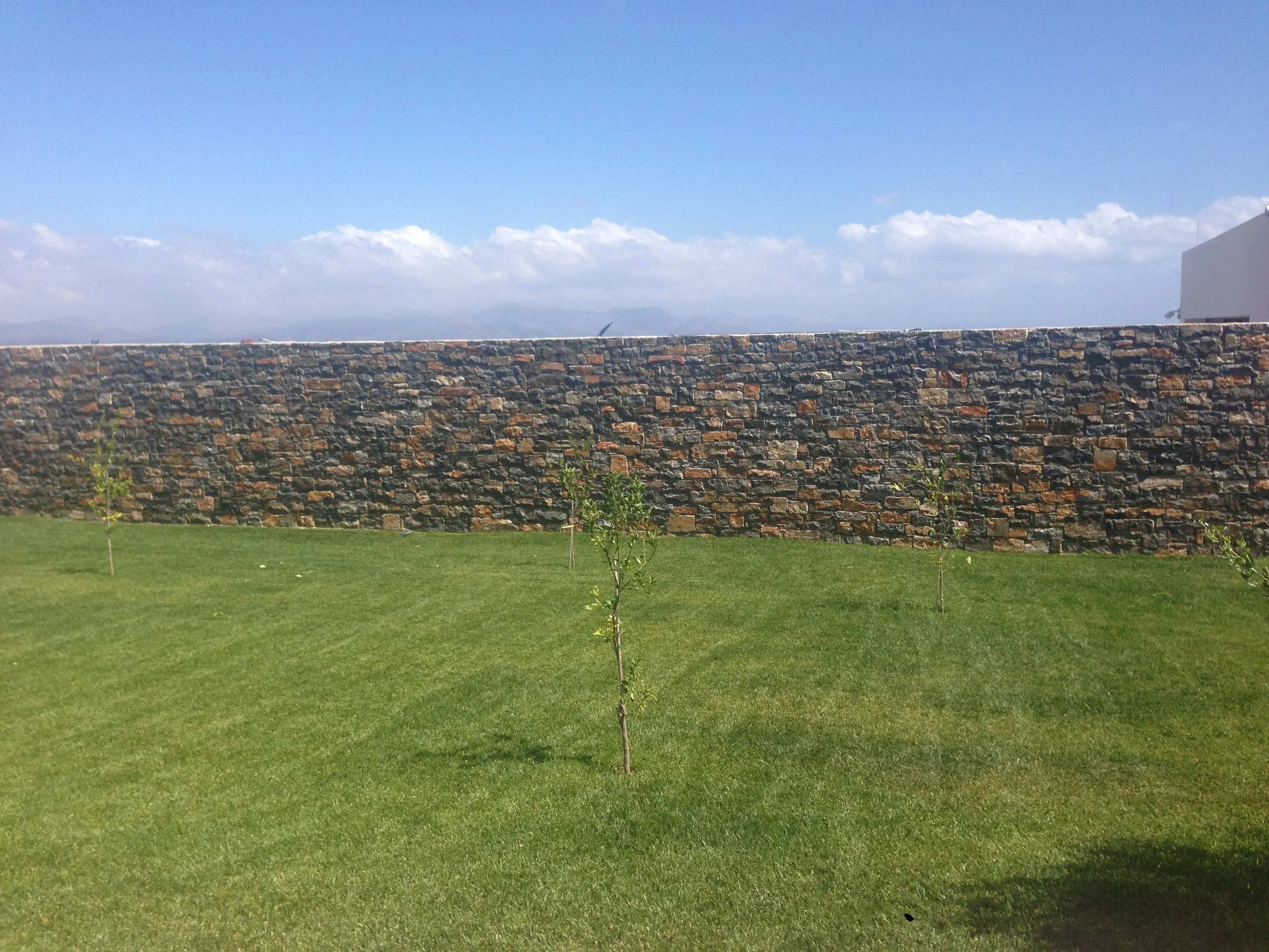 A small tree with thin branches and few leaves growing in front of a stone wall on green grass, with a blue sky and some clouds above.