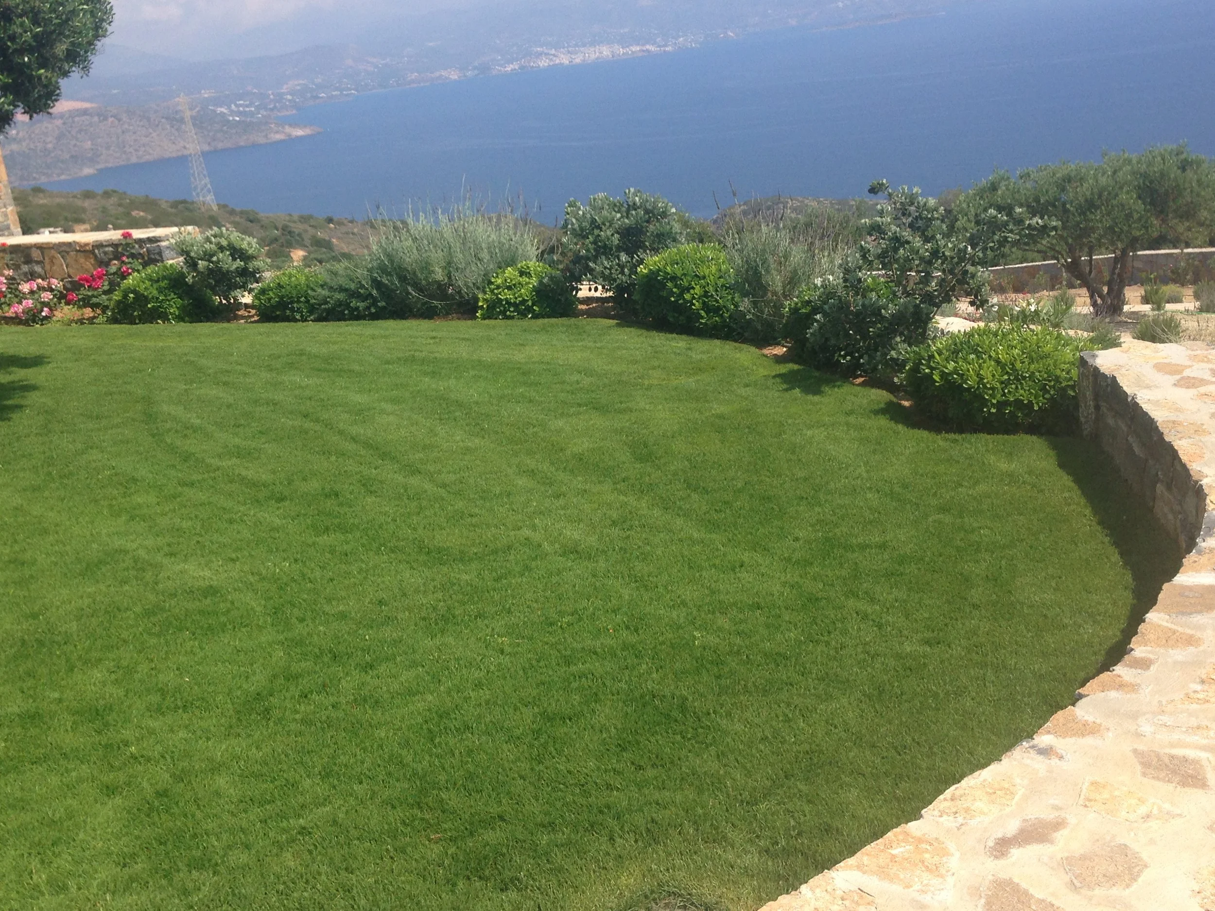 Lawn Planting