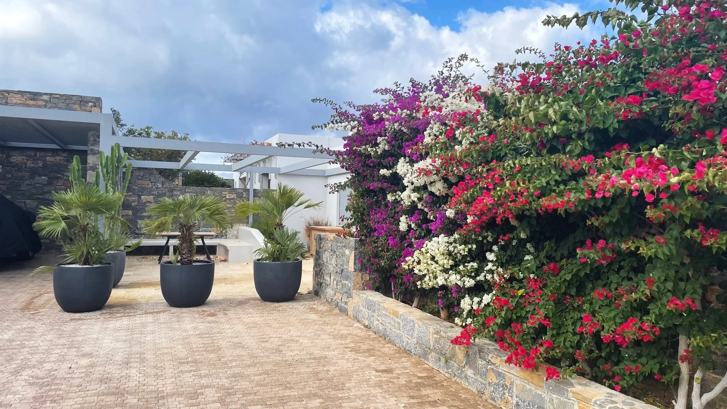 A patio area with potted palm plants, a stone wall, a white bench, and blooming bougainvillea flowers in various shades of pink, white, and purple set against a cloudy sky.