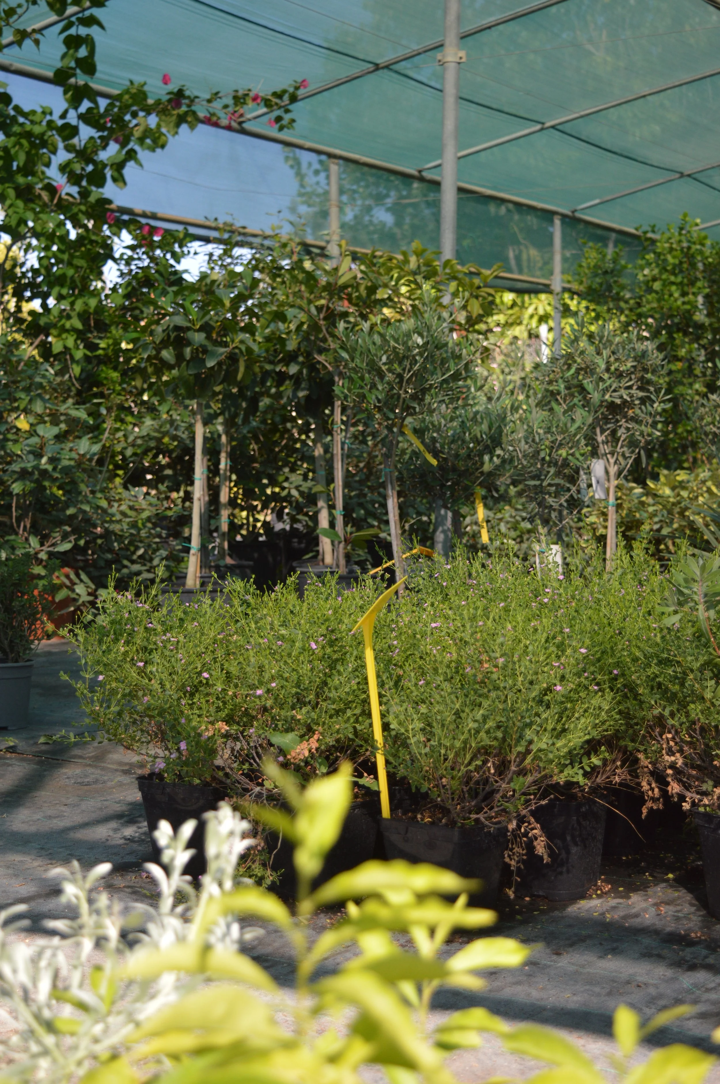 Bushes