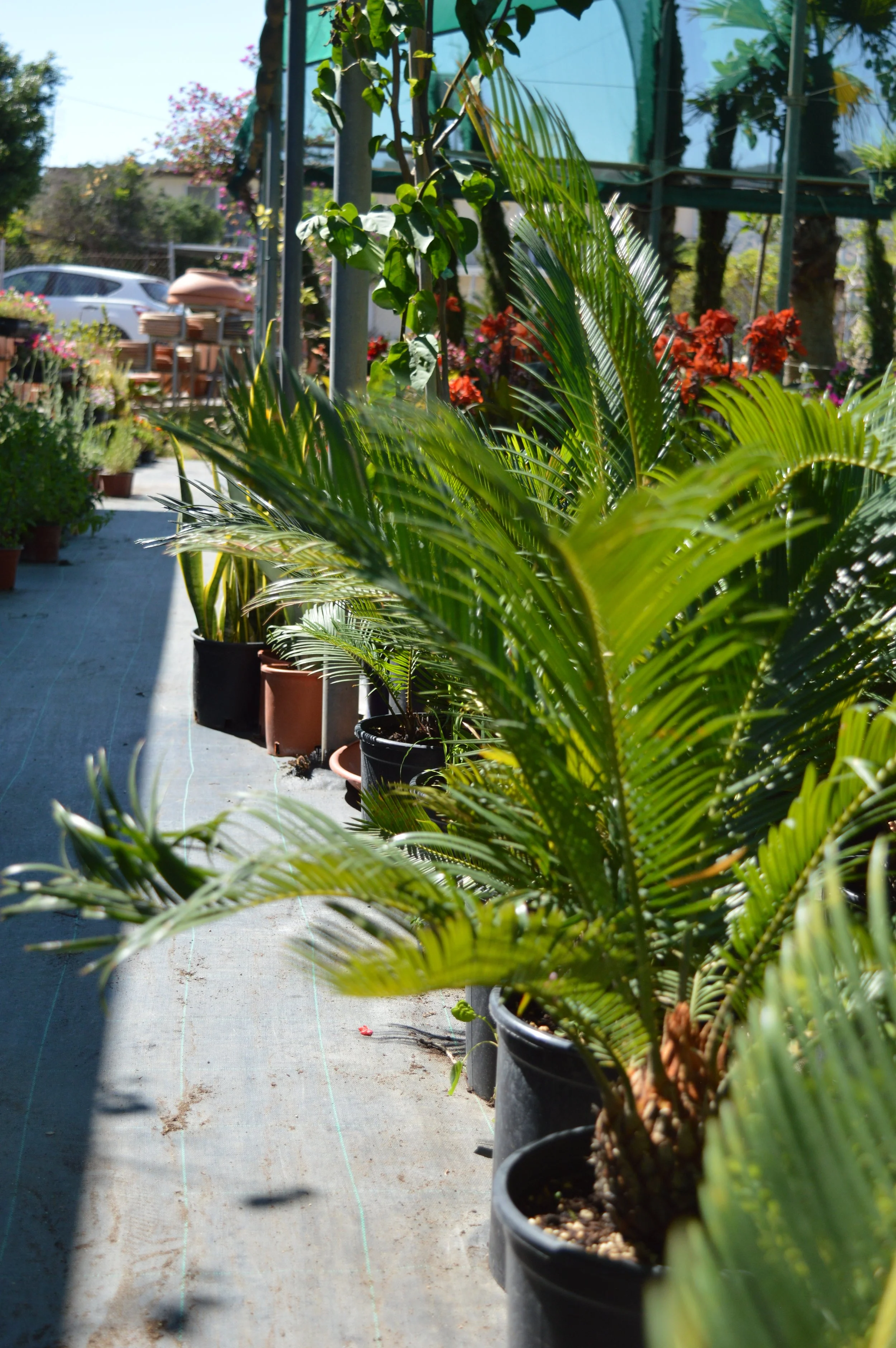 Row of potted plants, including palm and flowering plants, in an outdoor plant nursery. A parking lot with a white car and benches are visible in the background, under a clear blue sky.
