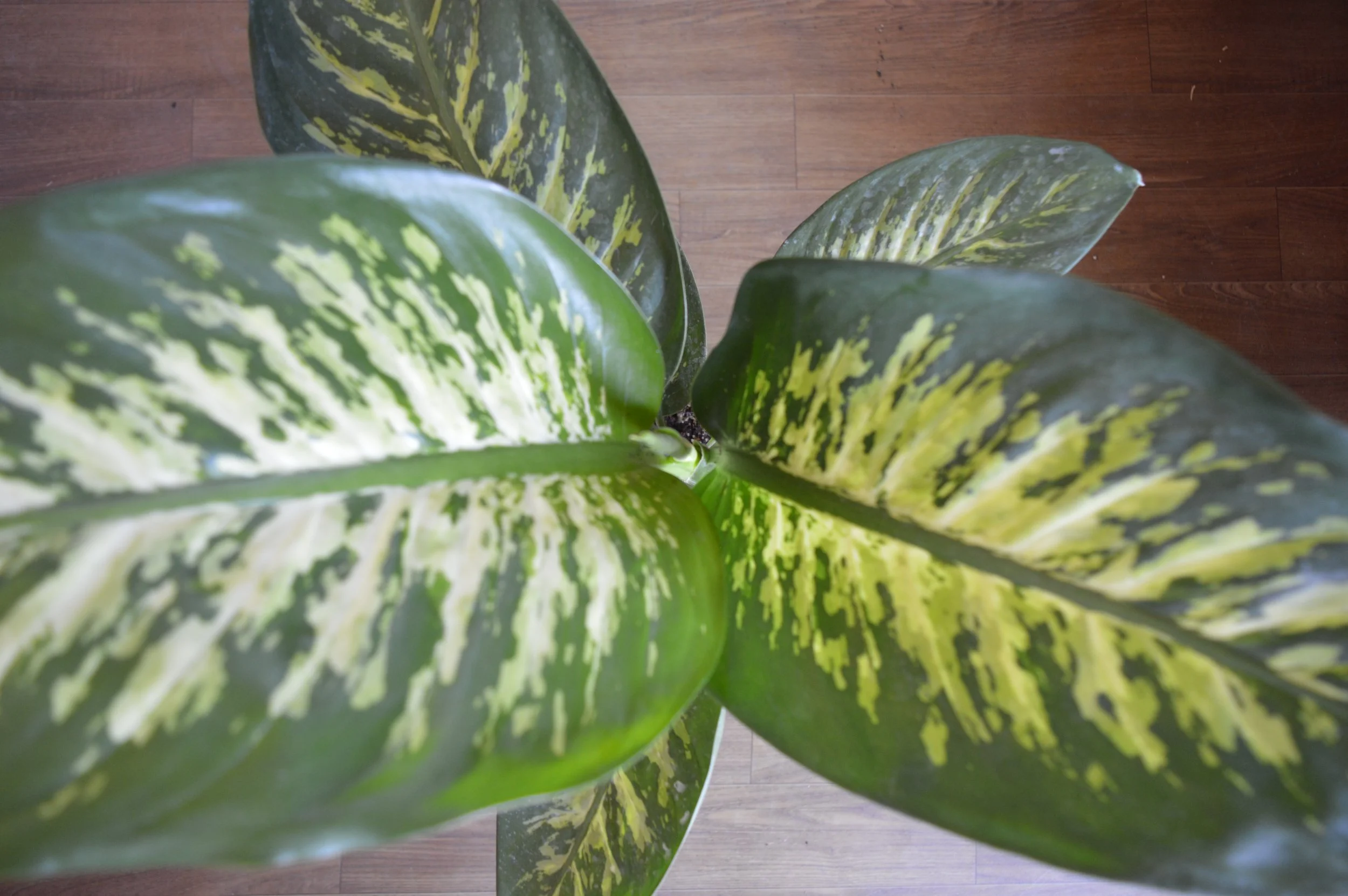 Close-up view of a large green and yellow variegated leaf from a houseplant, with a wooden floor in the background.