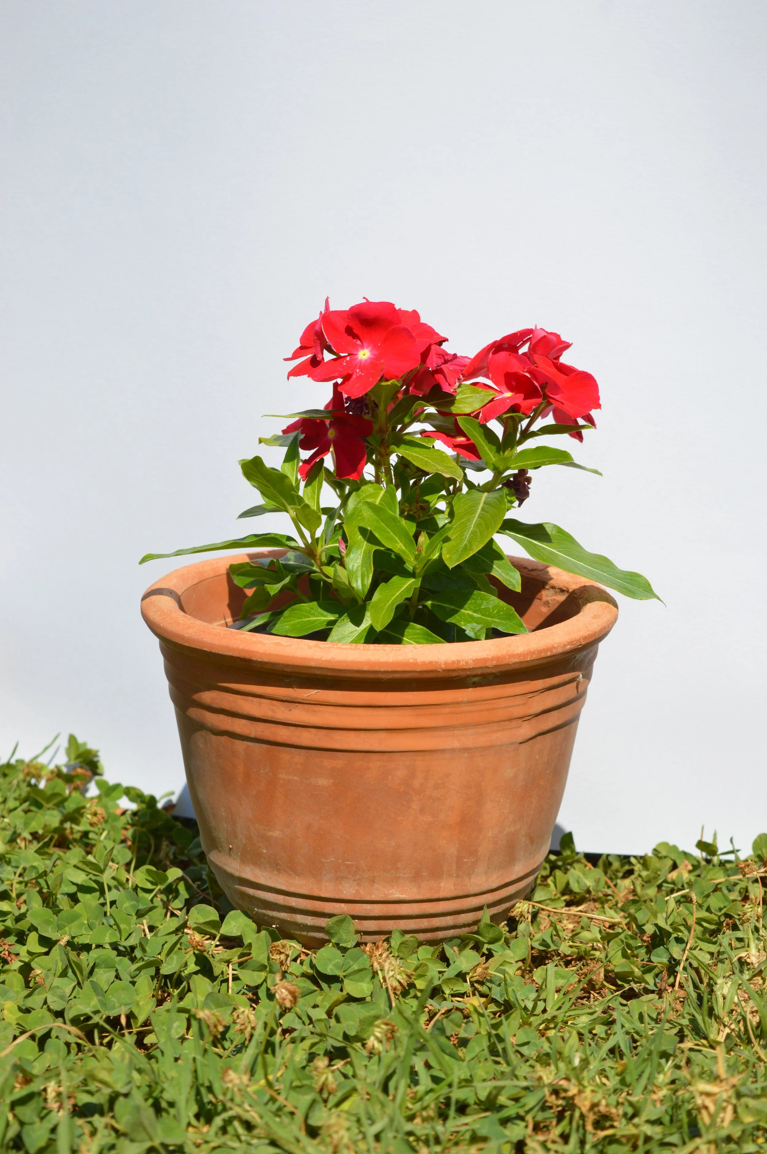 Seasonal Plants