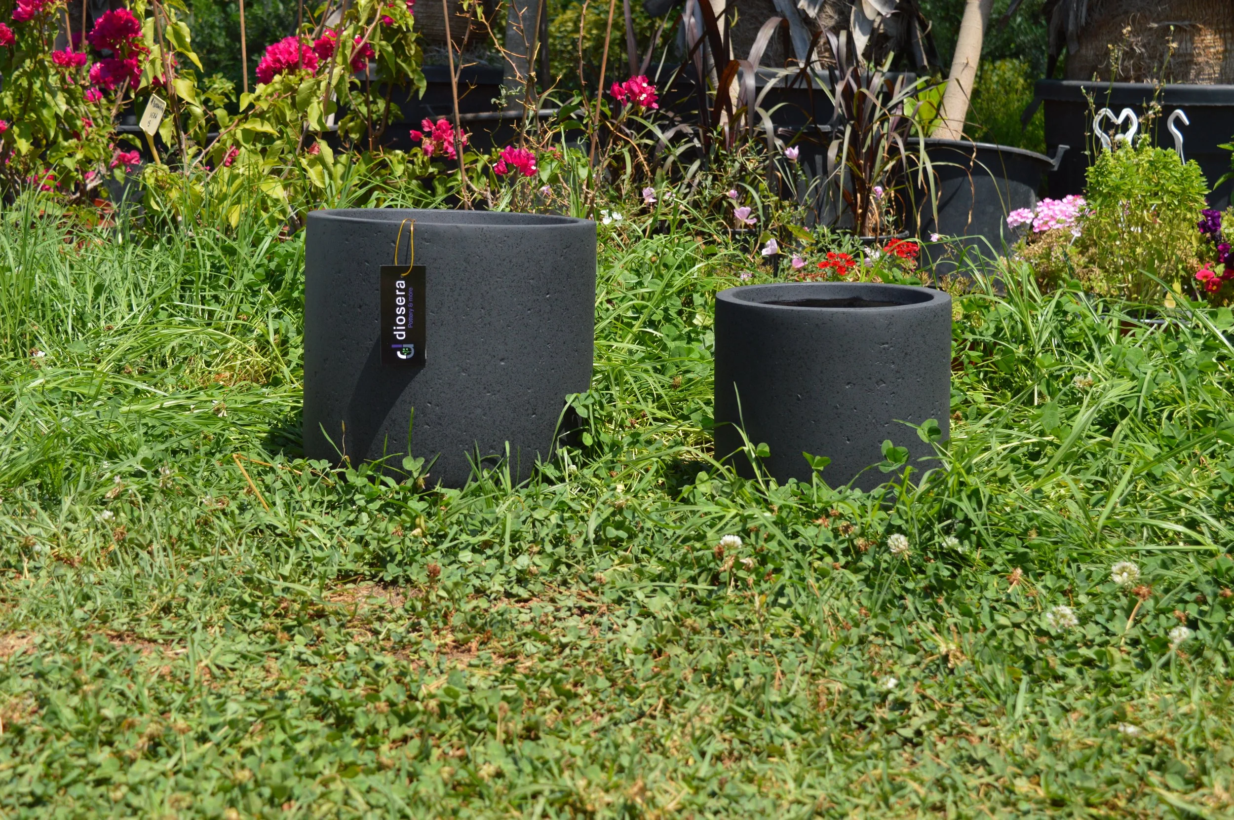 Two large dark gray concrete flower pots placed on a grassy area filled with various green plants and small white clover flowers. Pink and red flowers are growing in the background, with some potted plants visible behind.