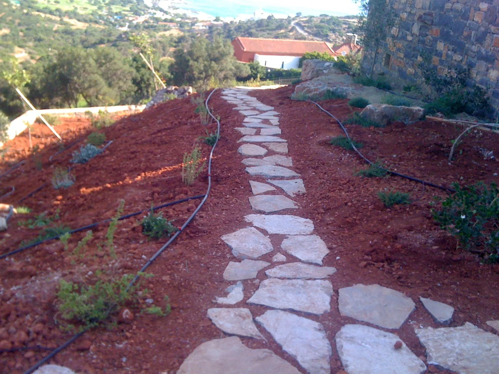 A narrow stone pathway on a hillside, with small plants and drip irrigation lines on either side, leading towards a railing and a view of residential rooftops and distant scenery.