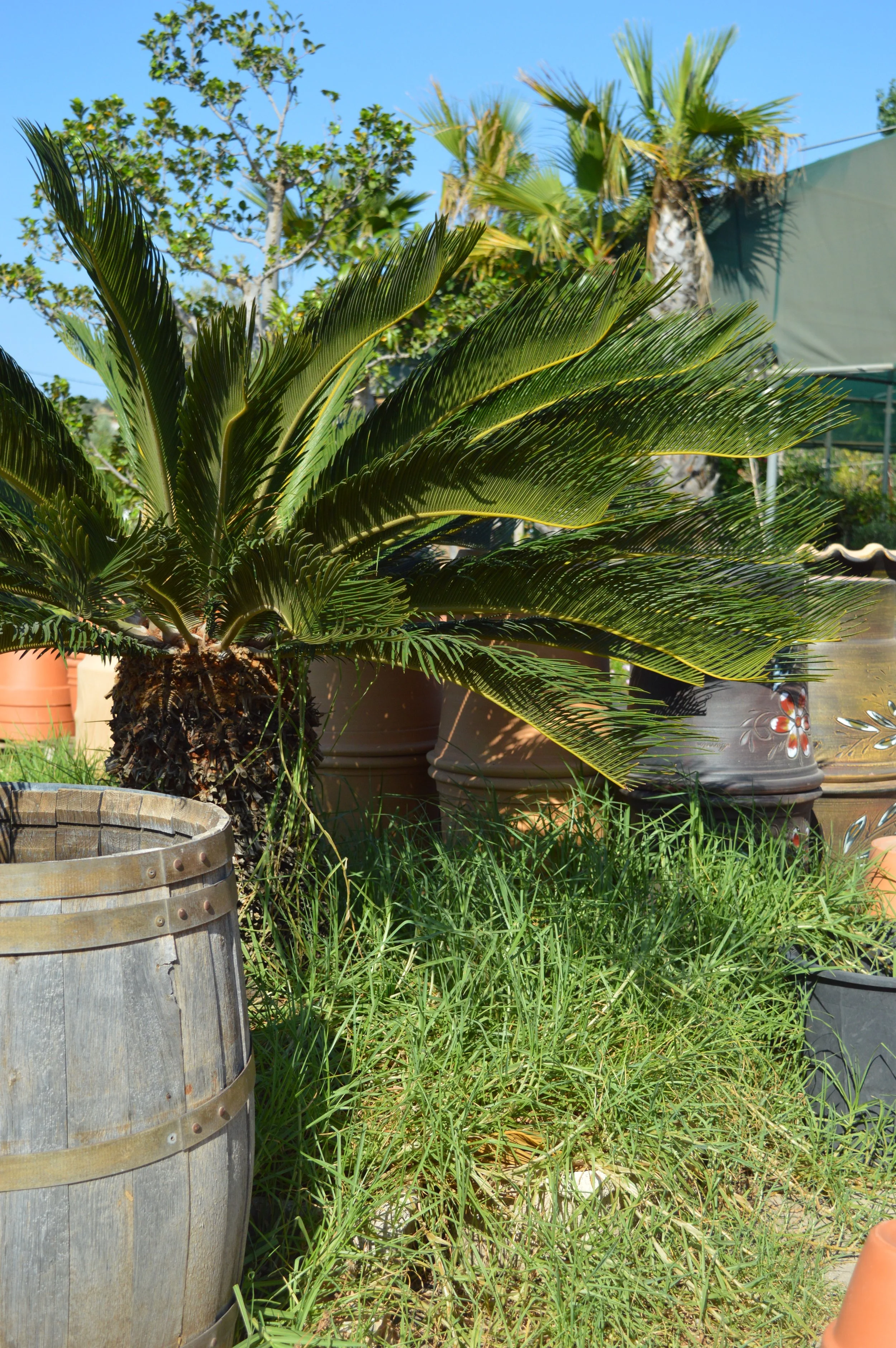 A garden scene with palm and other plants in pots, grass, and a sunny blue sky.