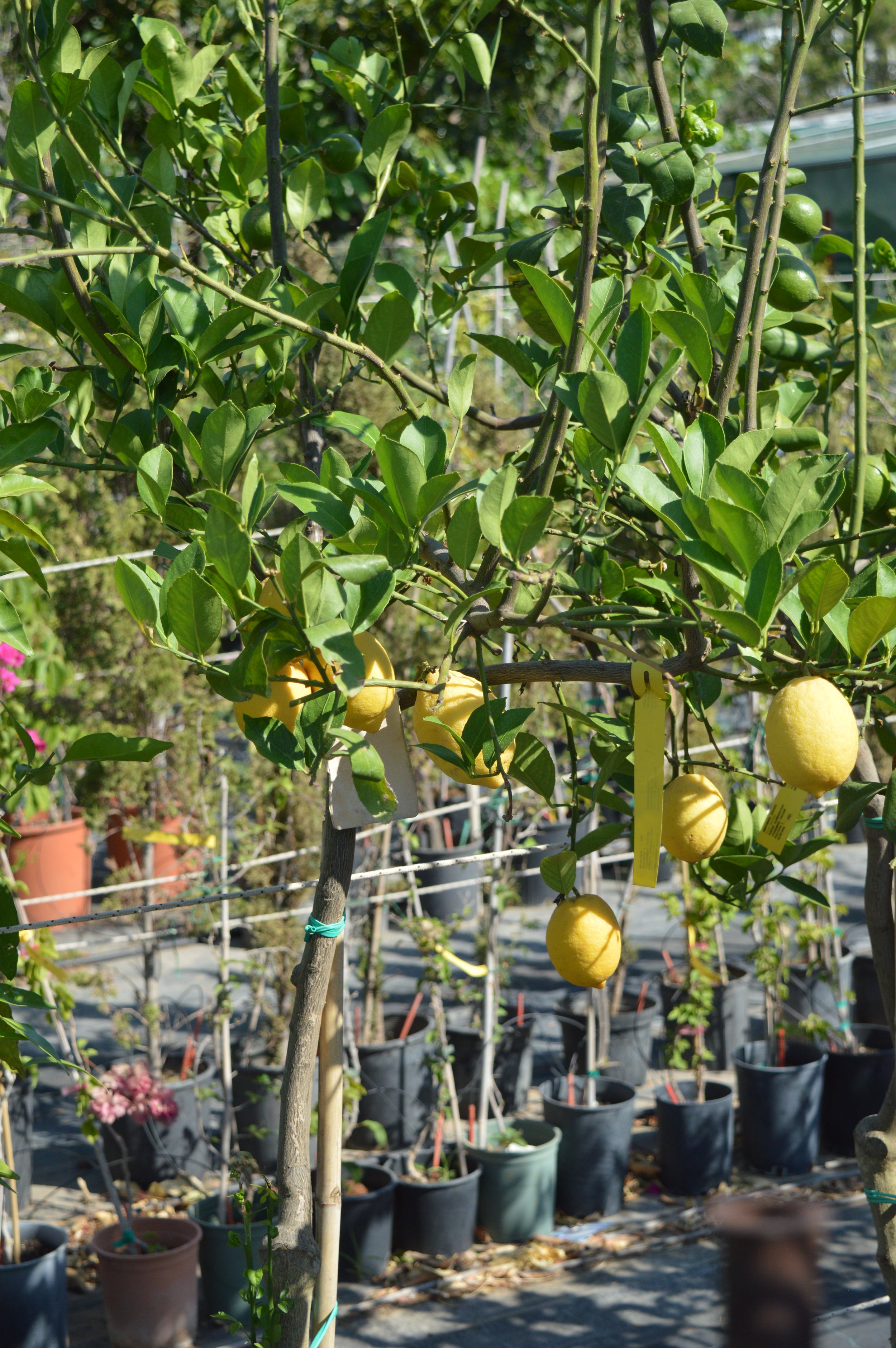 Green lemon tree outdoors in a pot with ripe yellow lemons hanging from the branches, surrounded by other potted plants.