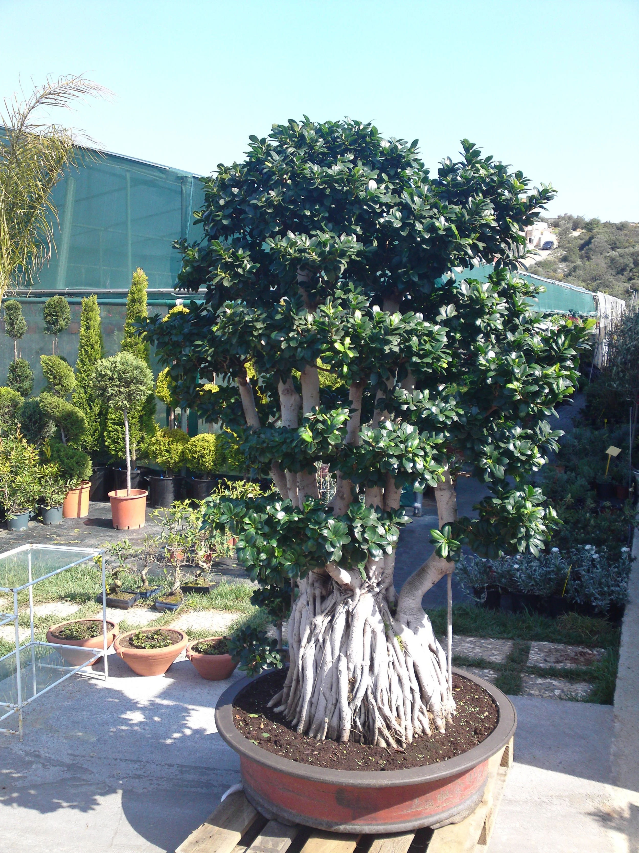 A potted tree with a thick, twisting trunk and lush, dark green leaves is placed outdoors on a wooden stand. Surrounding the main tree are smaller potted plants, and there is a greenhouse and hillside with buildings in the background.