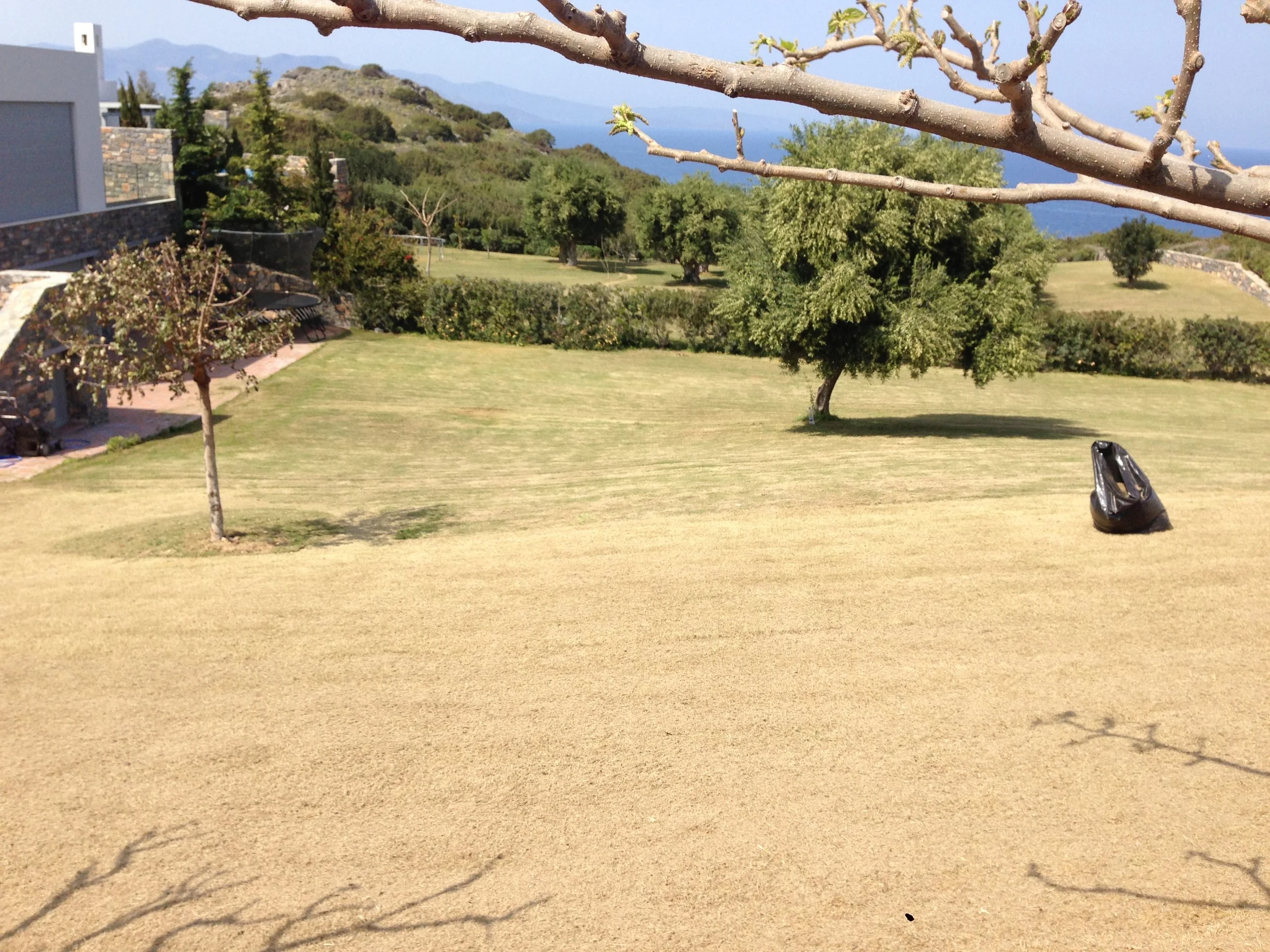 A grassy lawn with trees, shrubbery, and a stone wall in the background. There is a tree in the foreground, and a black trash bag on the ground to the right. Branches of a leafless tree or shrub extend across the top of the image.