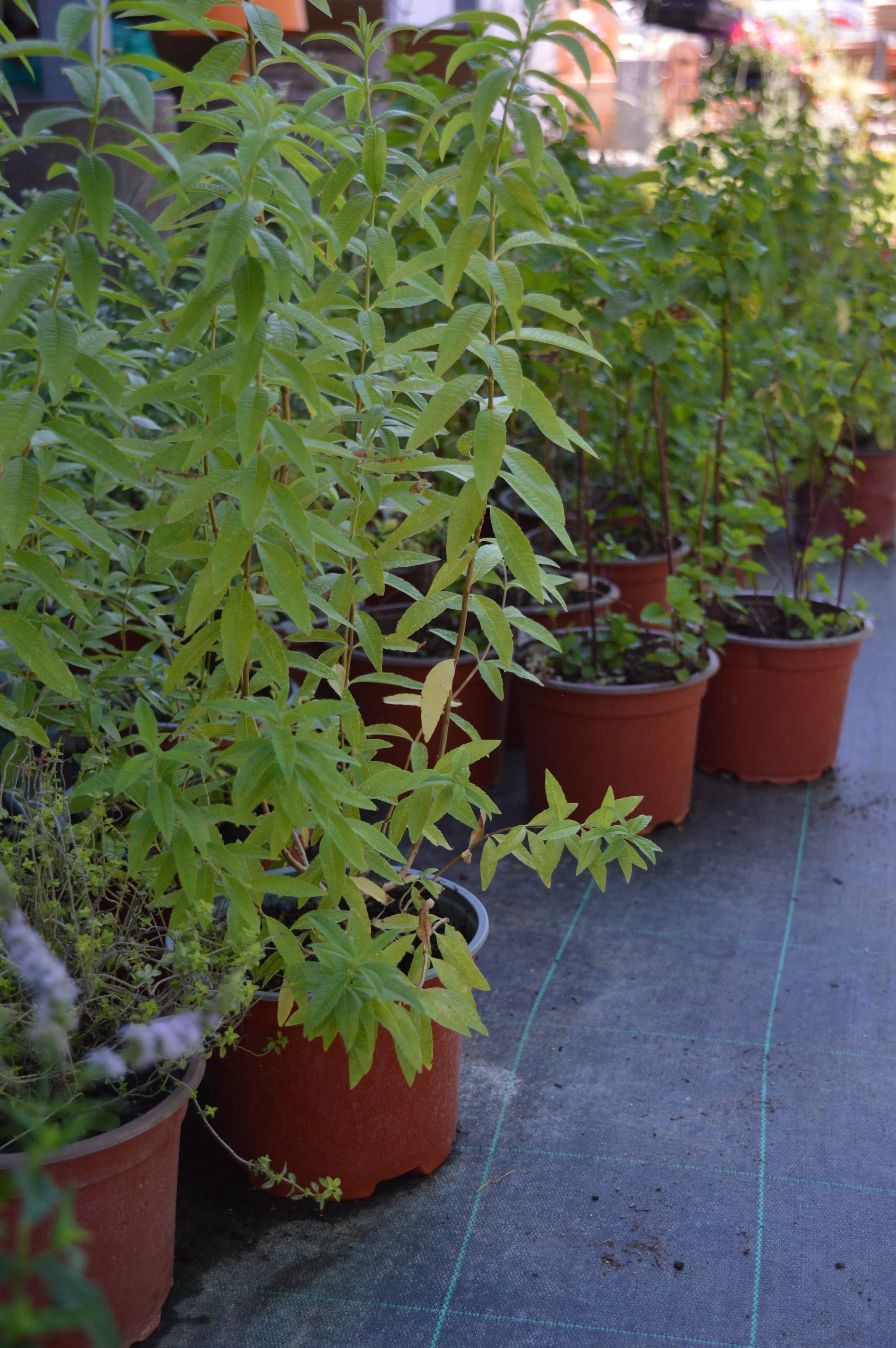 Close-up of potted green plants with elongated leaves on a balcony or terrace, with a blurred background of more potted plants and building structures.