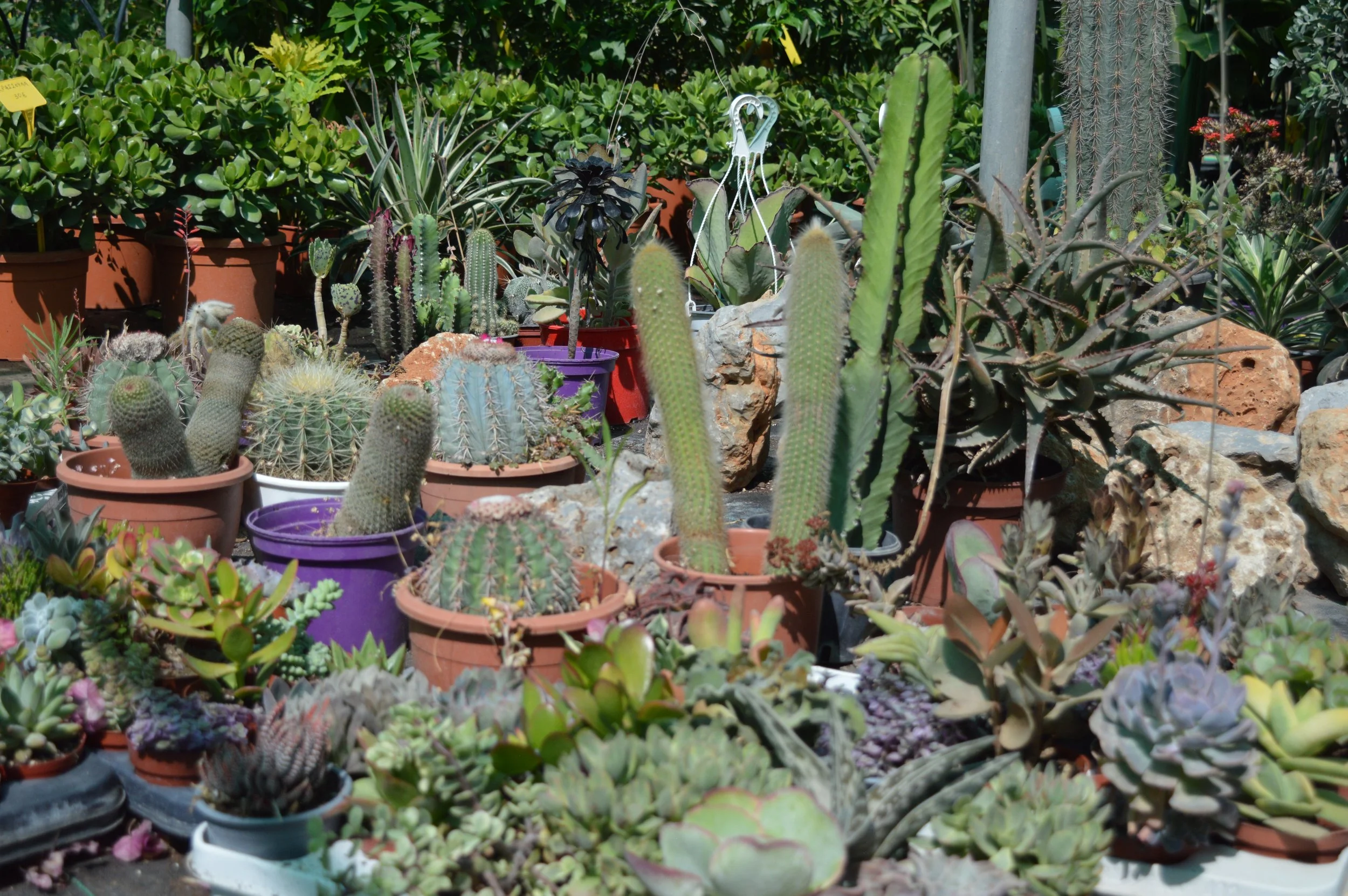 Welcoming Garden - A variety of potted succulents and cacti displayed outdoors, with some rocks and a metal fence in the background.