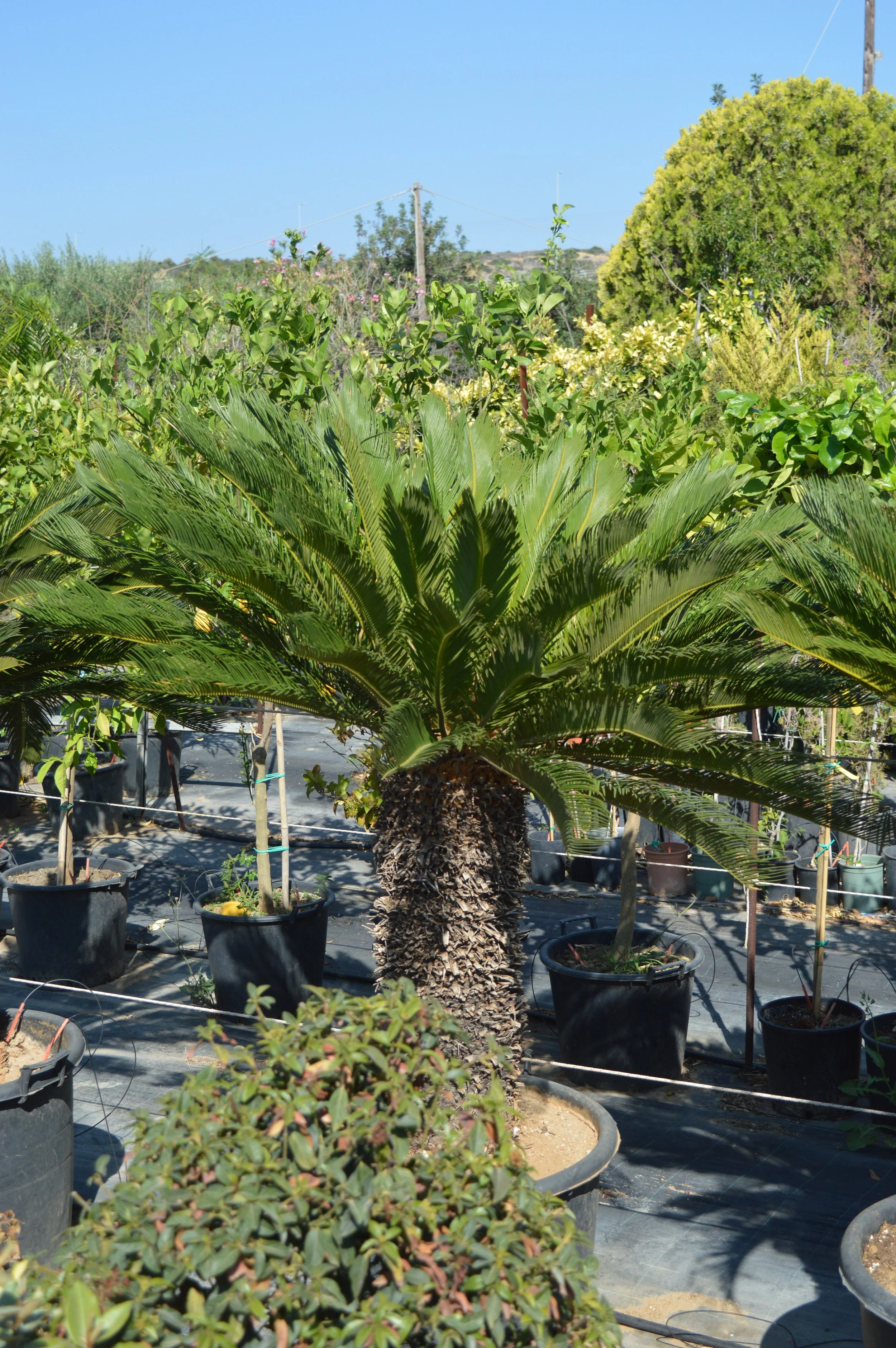 A large potted sago palm with a thick trunk and long green fronds in a nursery with other plants in pots and larger trees in the background.
