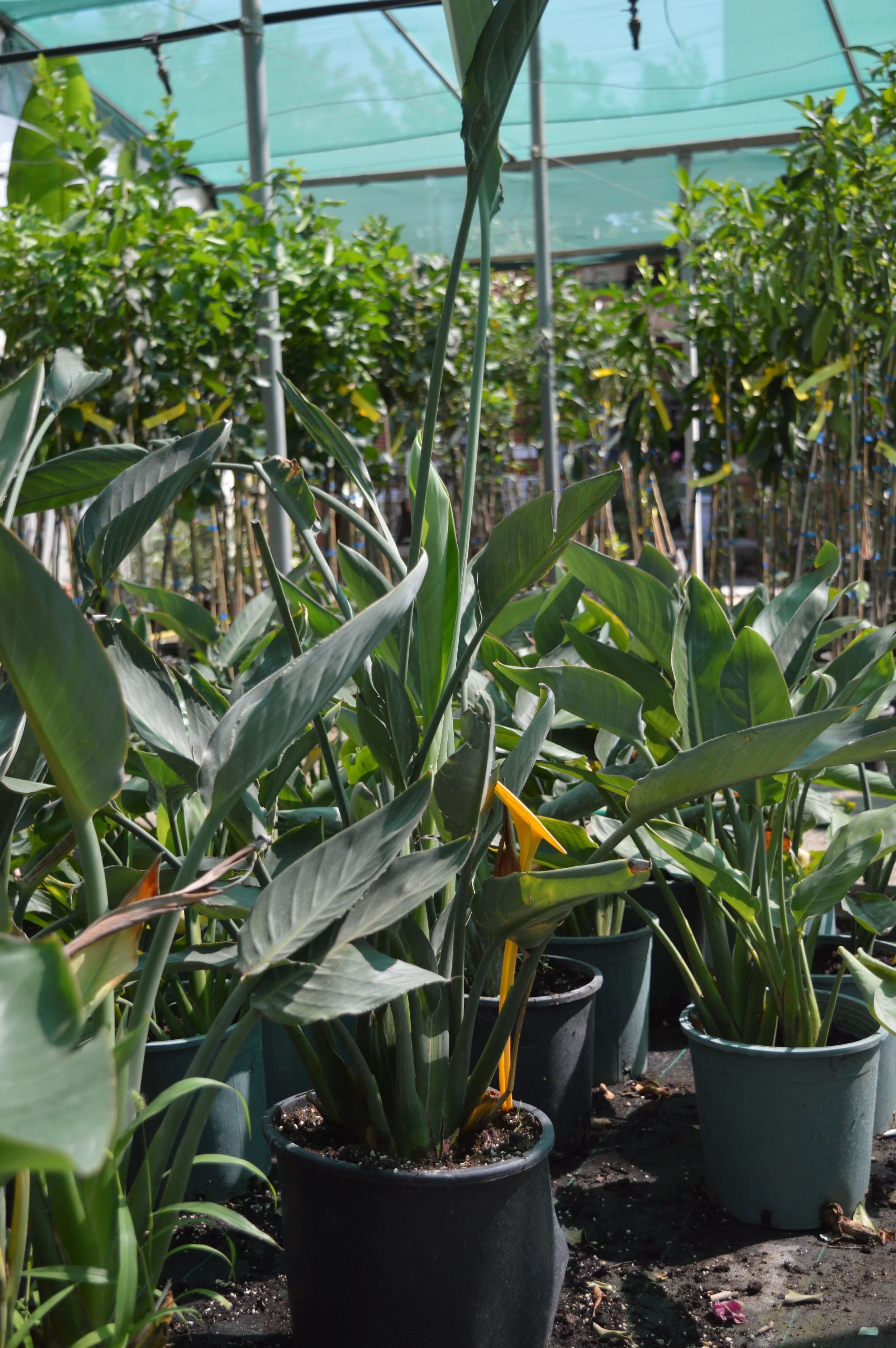 Green potted plants in a greenhouse with a translucent roof, multiple rows of plants, and some yellow flowers visible among the greenery.