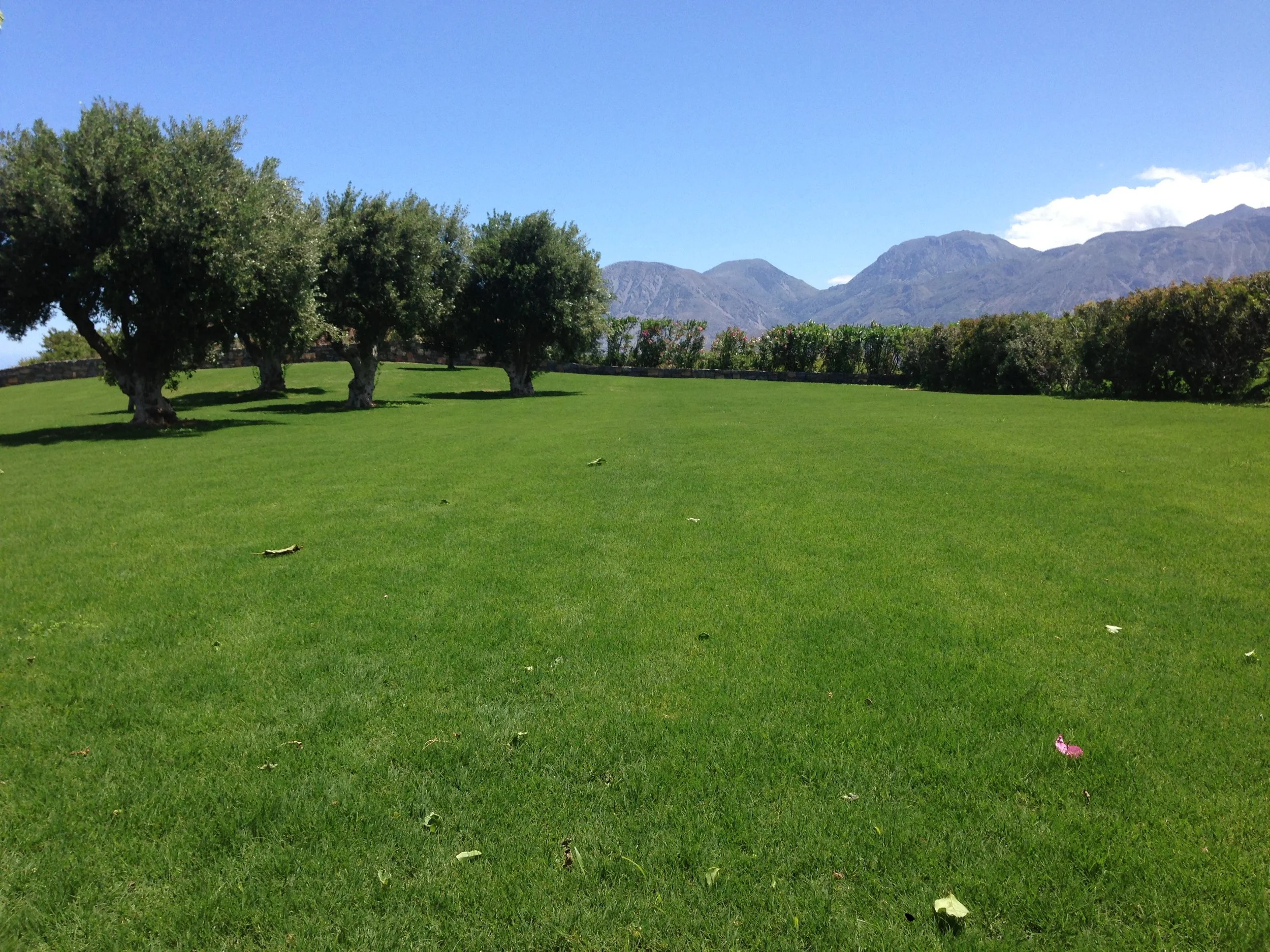 A landscape with a well-manicured grassy field, a row of trees, and mountains in the background under a clear blue sky.