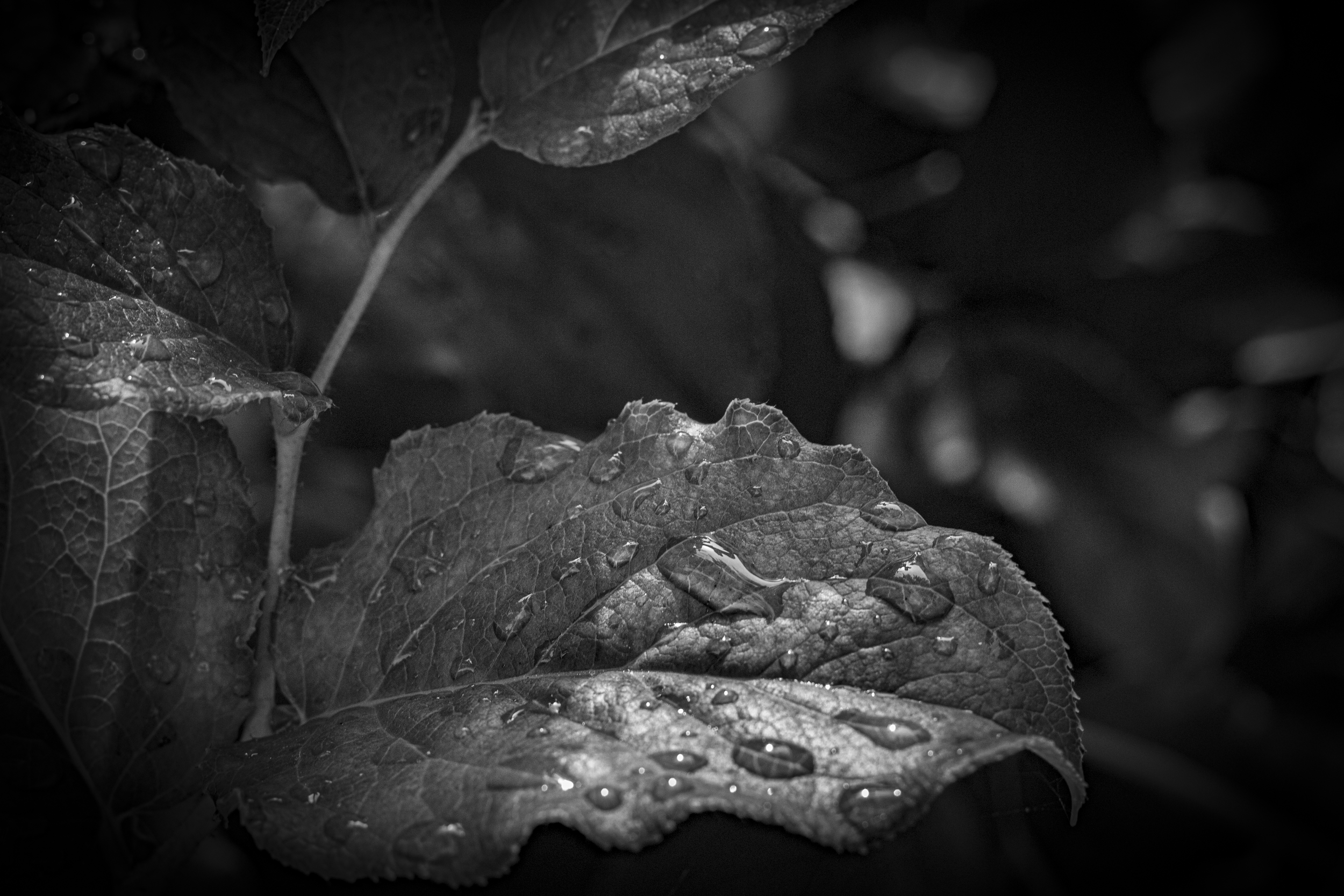 IMG_7521.png