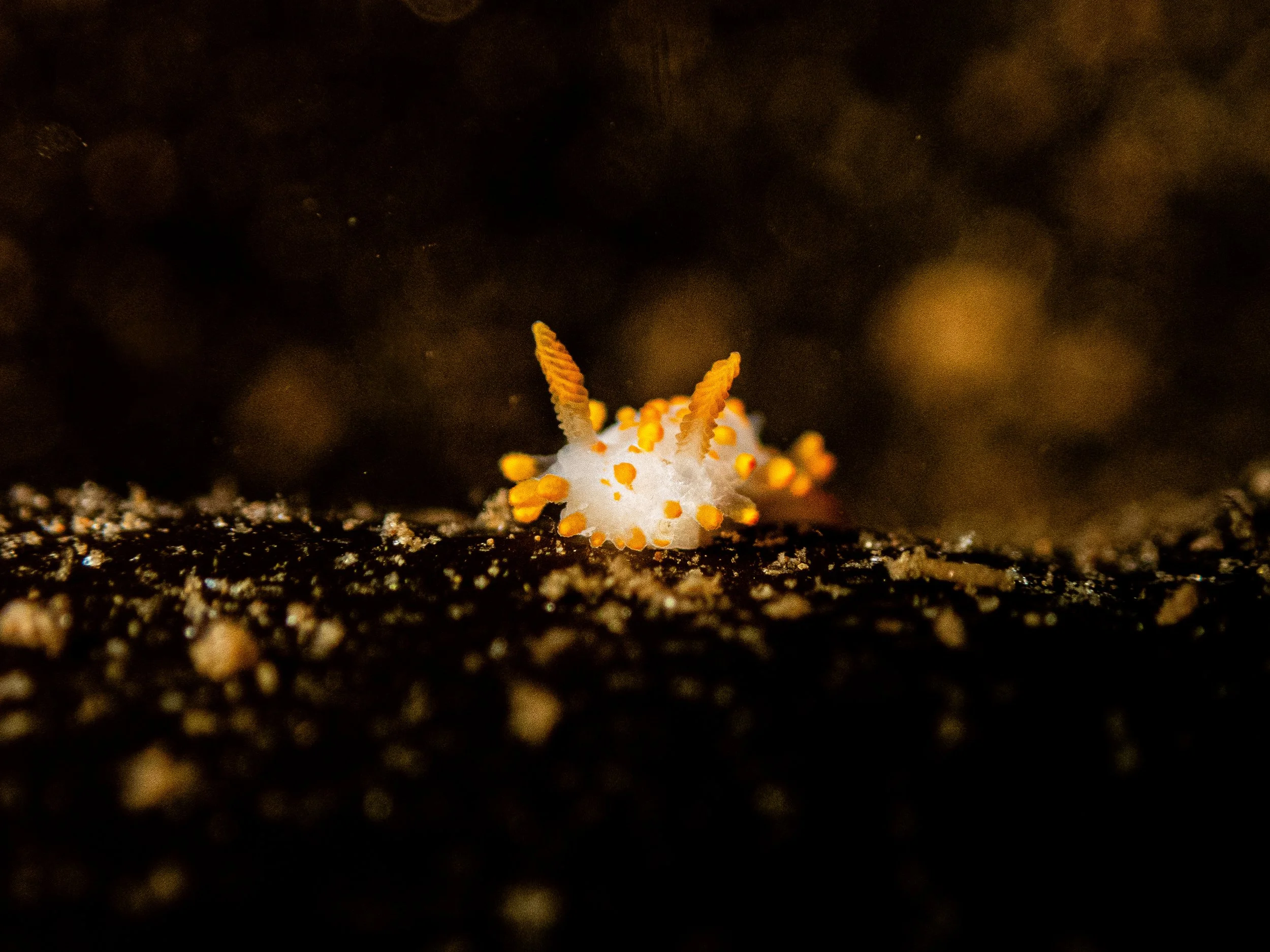 Close-up of a tiny nudibranch marine creature with orange-tipped appendages on its white body, on sandy ocean floor.