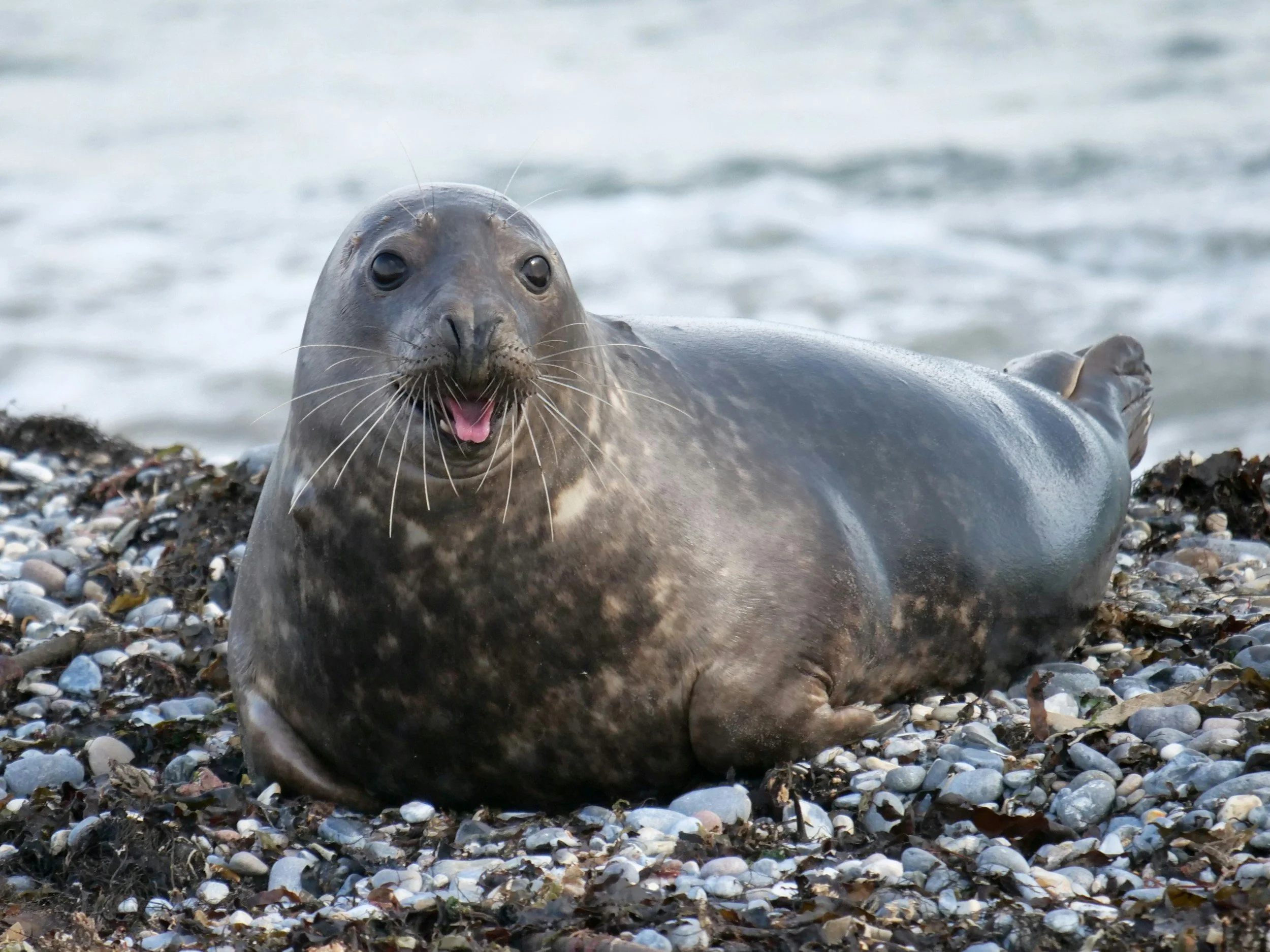 Farne Islands