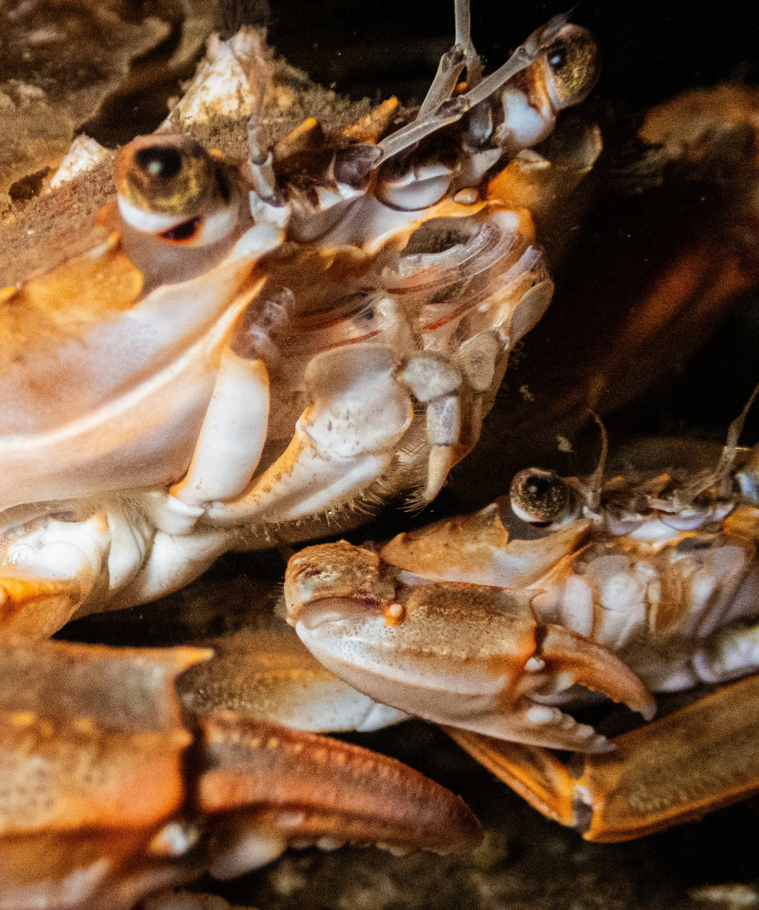 Close-up of a crab with its eyes and claws visible among sand and shells.
