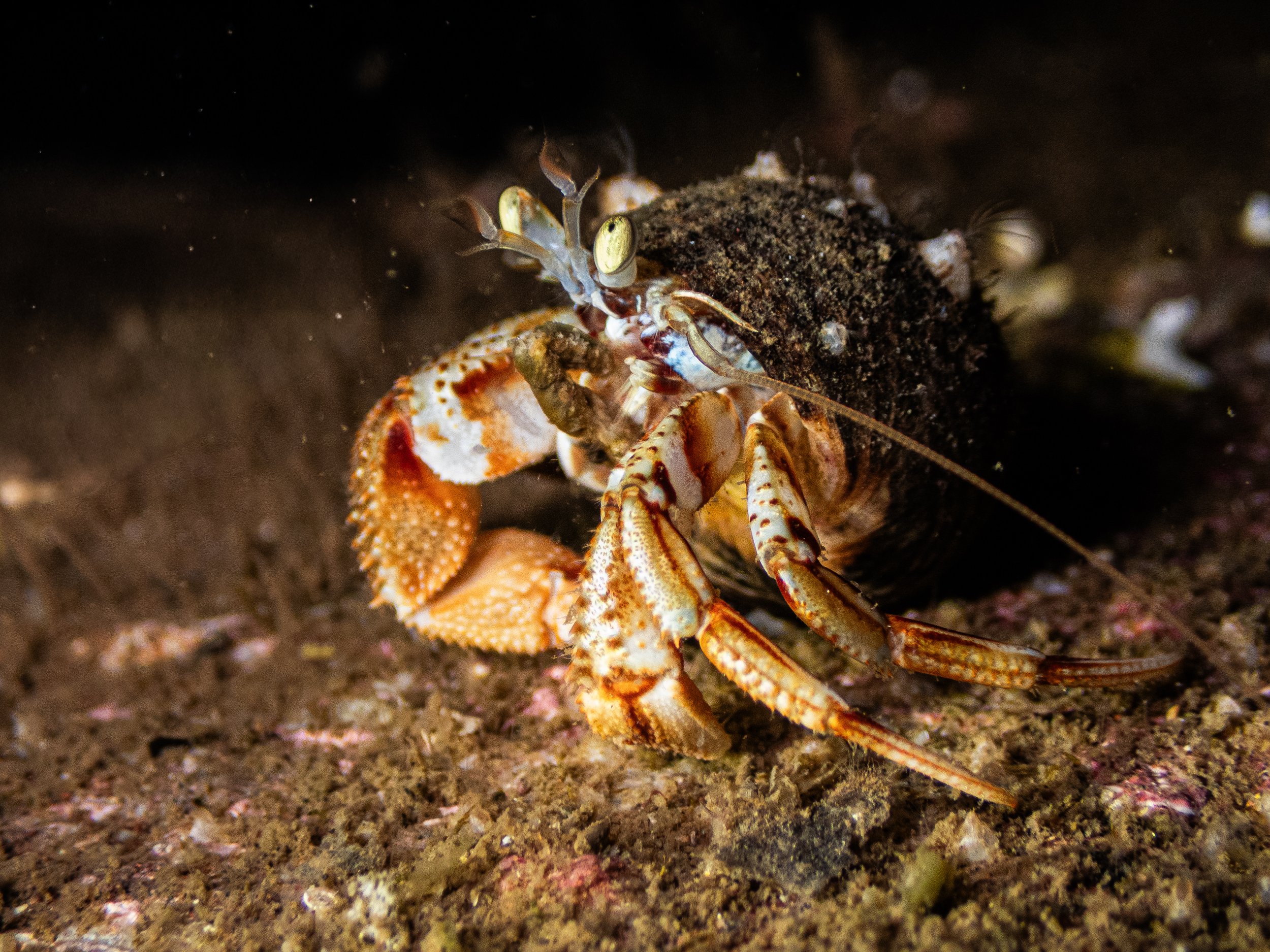 Close-up of a small crab on sandy ocean floor, with dark background.