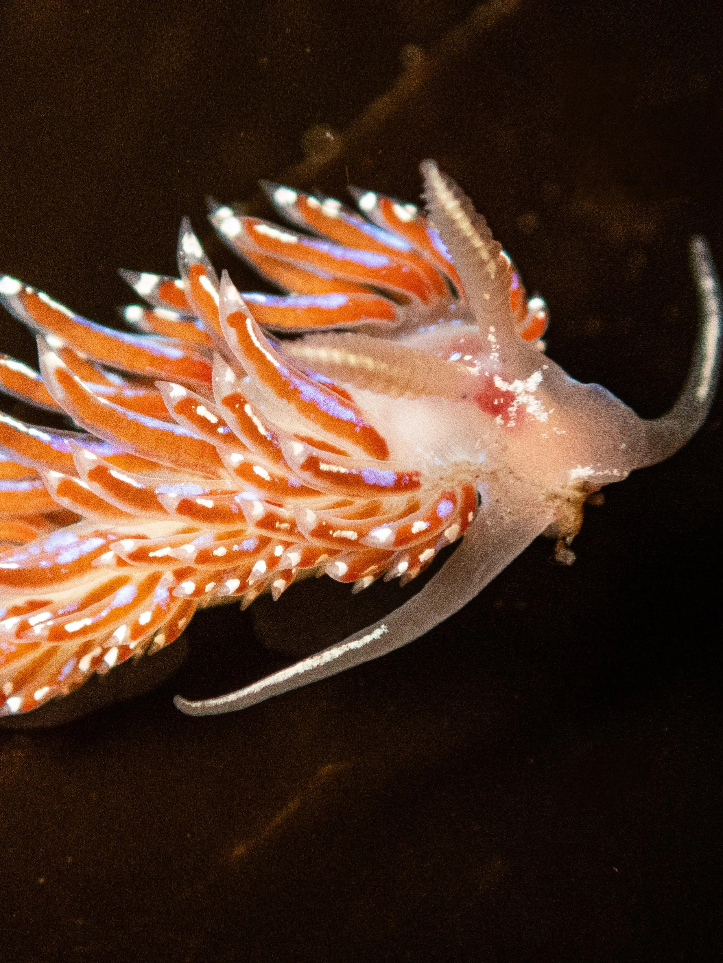Close-up of a brightly colored nudibranch sea slug with orange, white, and purple patterns on a dark background.