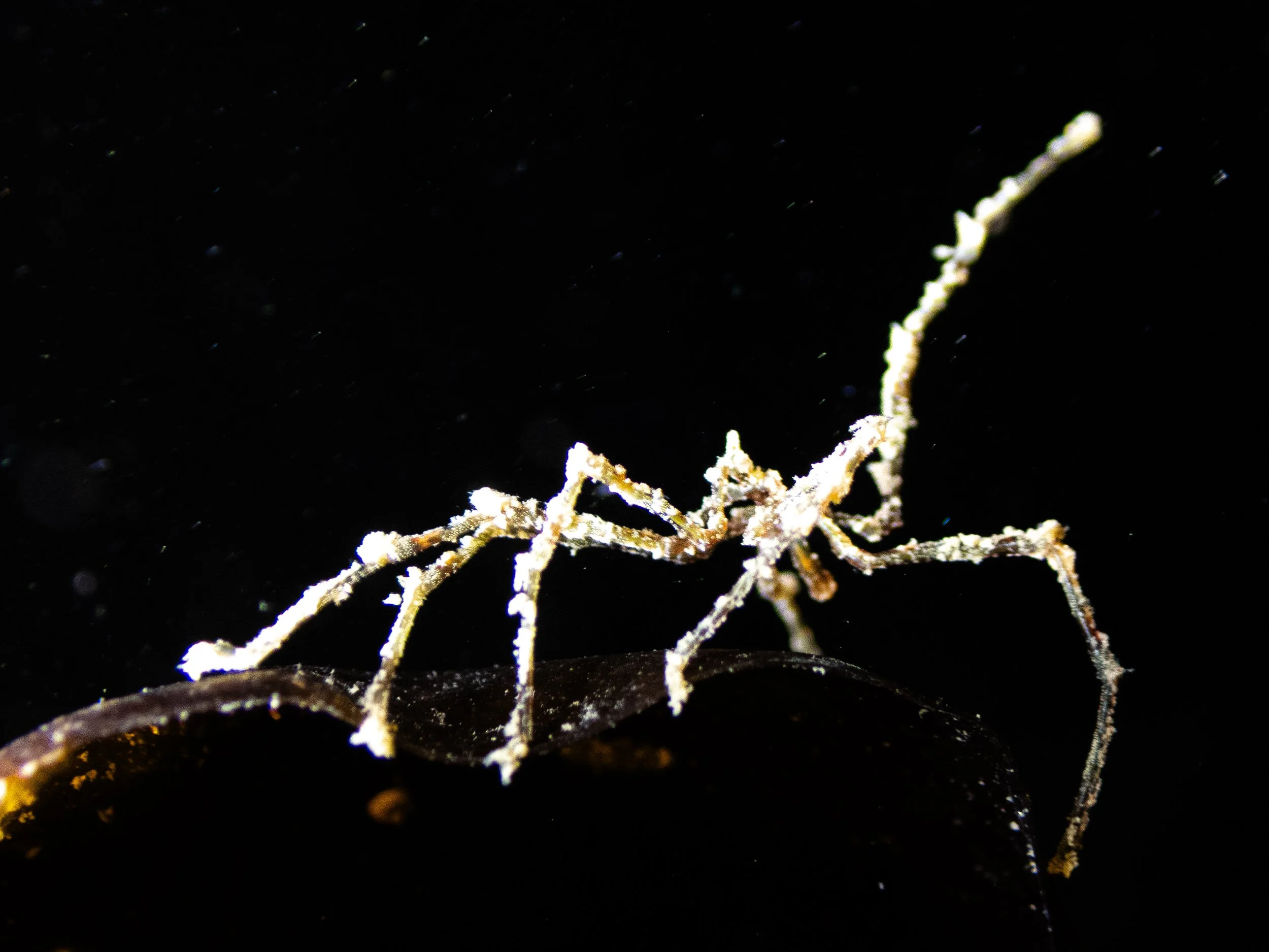 Close-up of a thin, tangled coral branch against a black background, with tiny particles floating around.