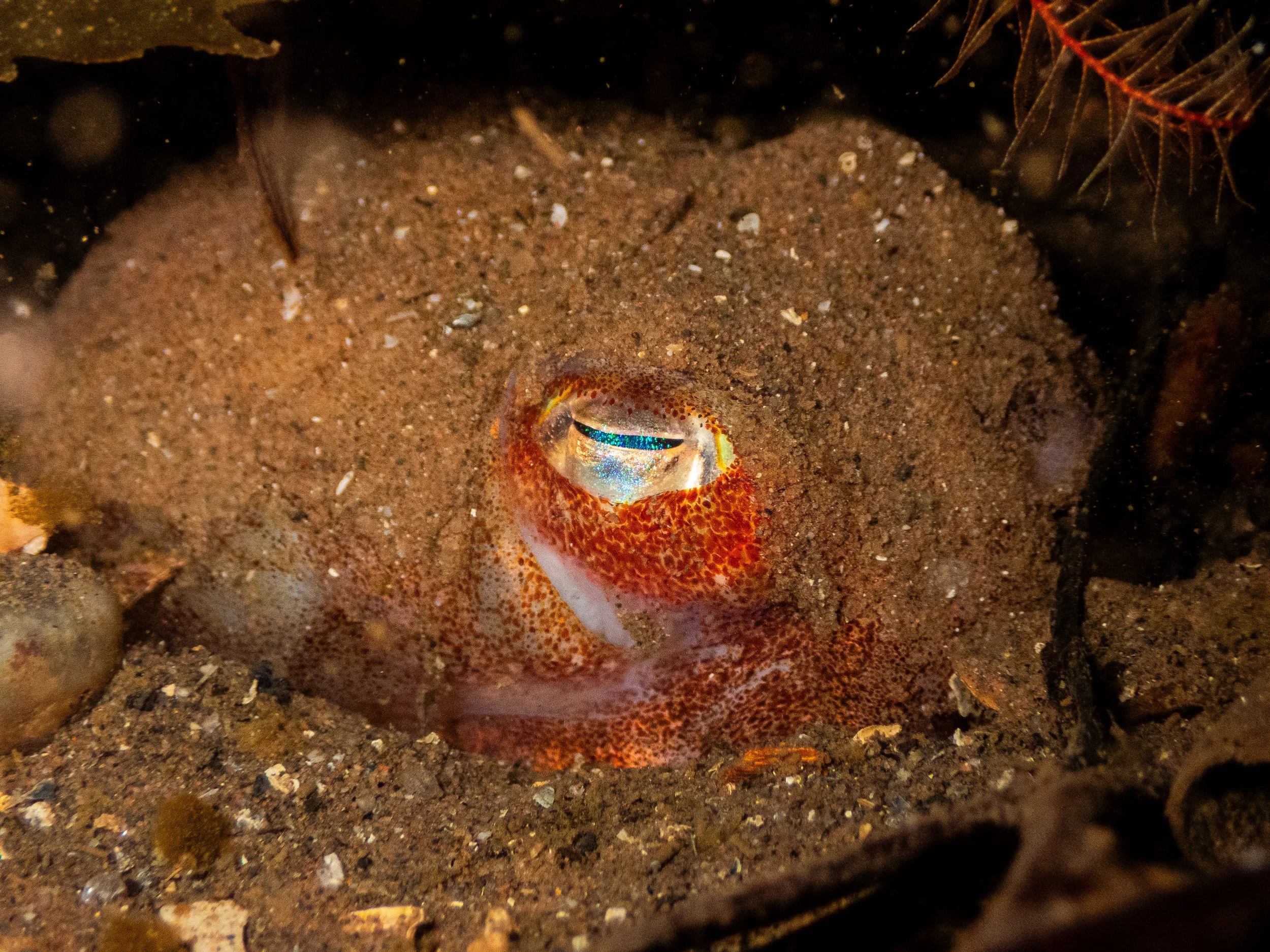 Close-up of a colorful fish with a bright blue eye peeking out from sandy ocean floor, surrounded by rocks and debris.