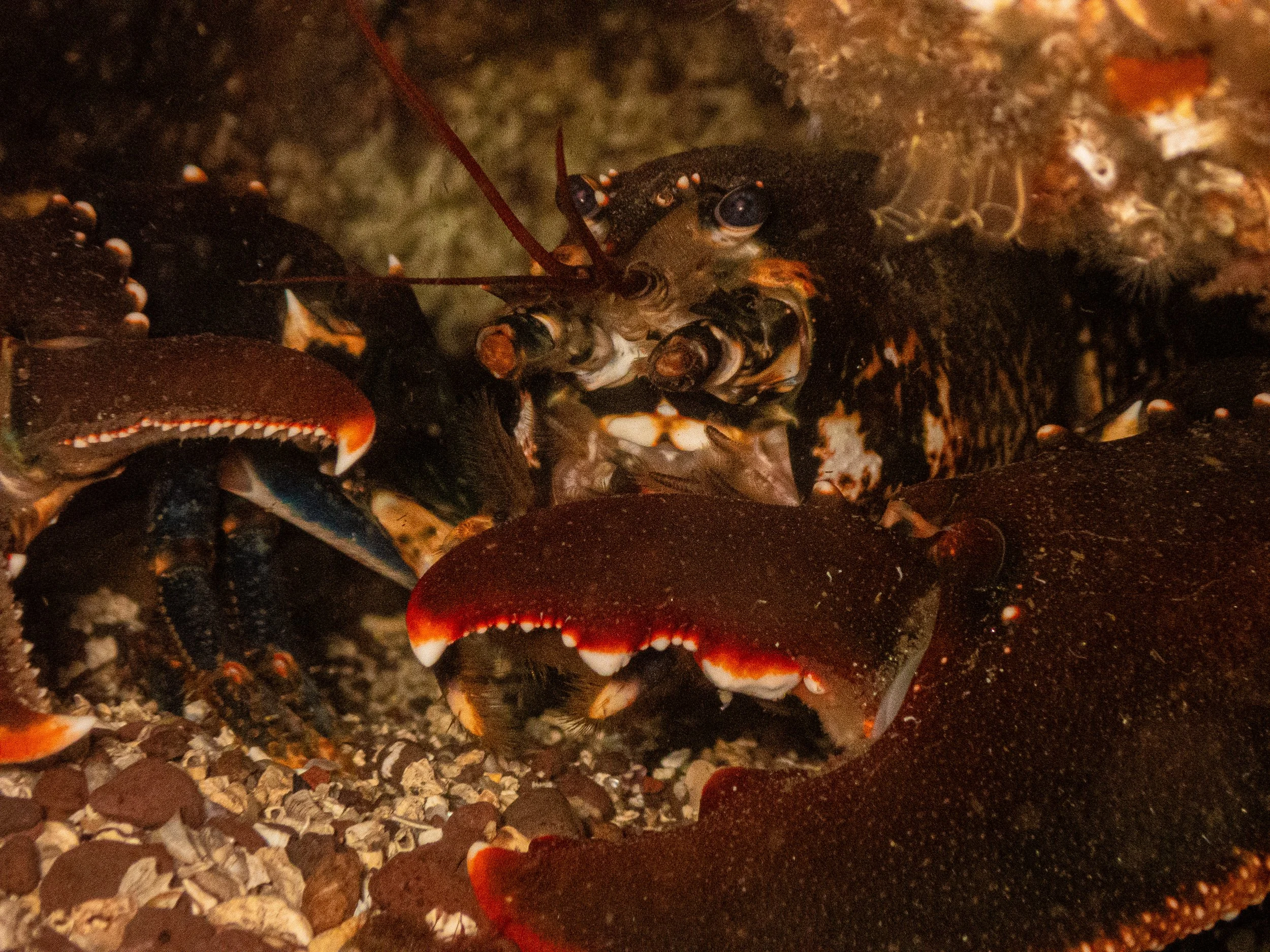 A close-up underwater photograph of a lobster hiding among rocks and shells on the ocean floor.