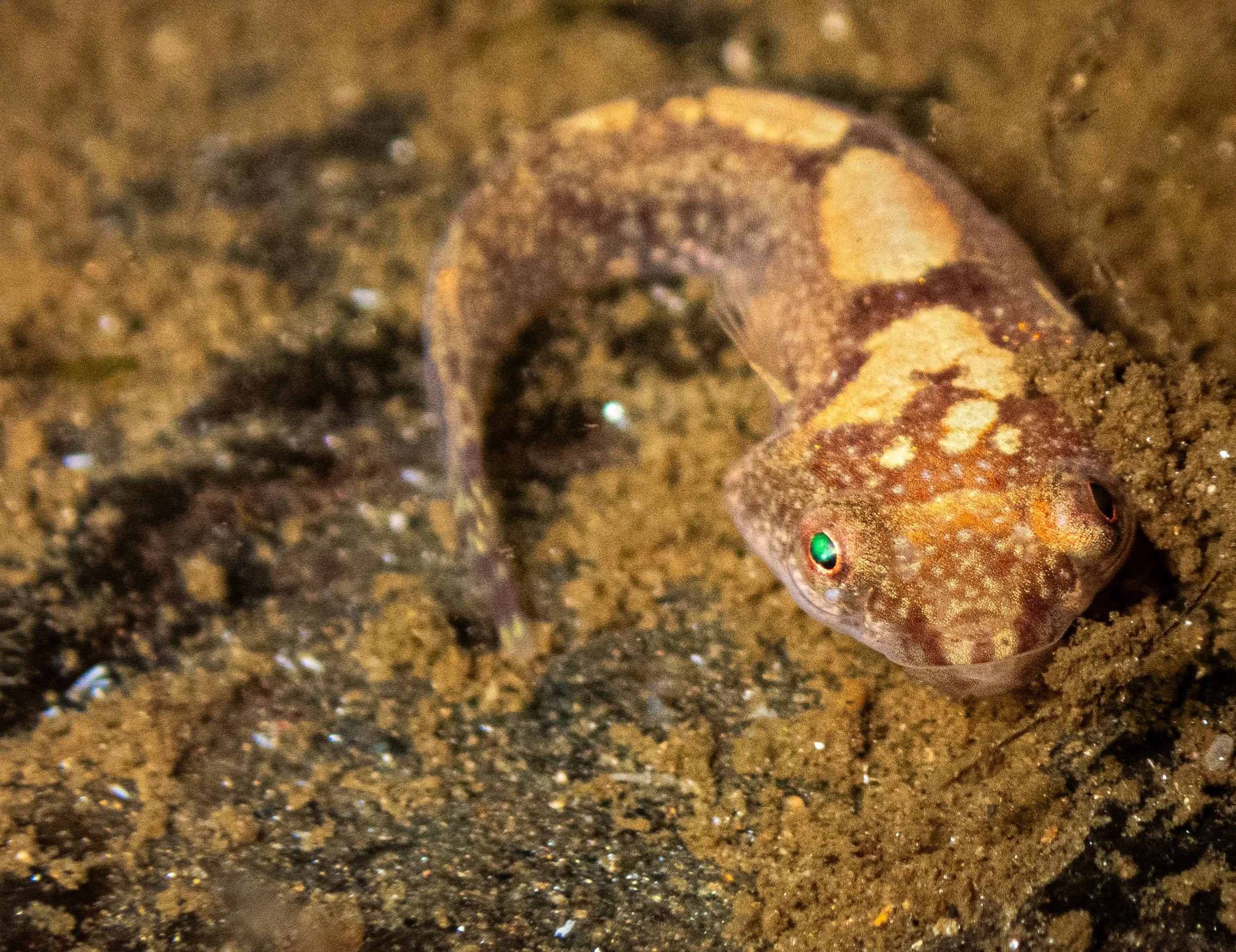 Close-up of a small, multicolored fish with green eyes, partially buried in dark, wet sand.