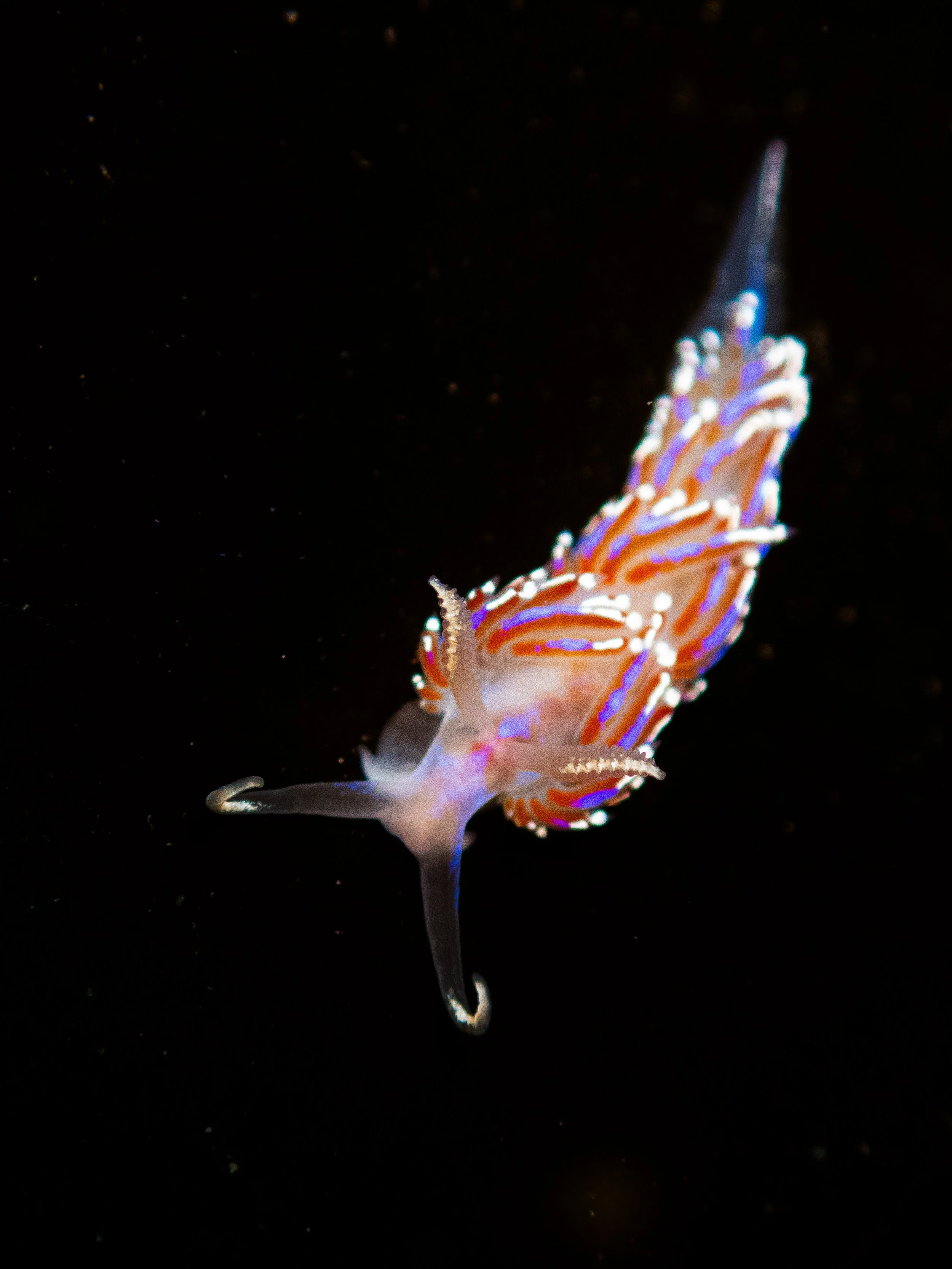 A colorful, glowing sea slug with bright blue, orange, and white patterns on a dark ocean background.