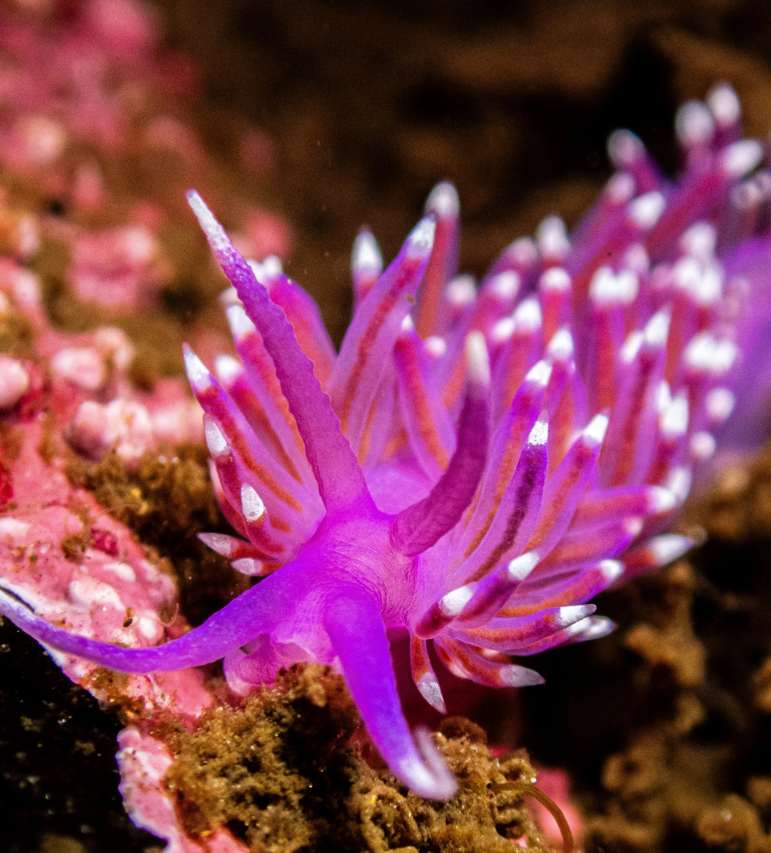Close-up of a purple and pink sea anemone with white-tipped tentacles on sandy ocean floor.