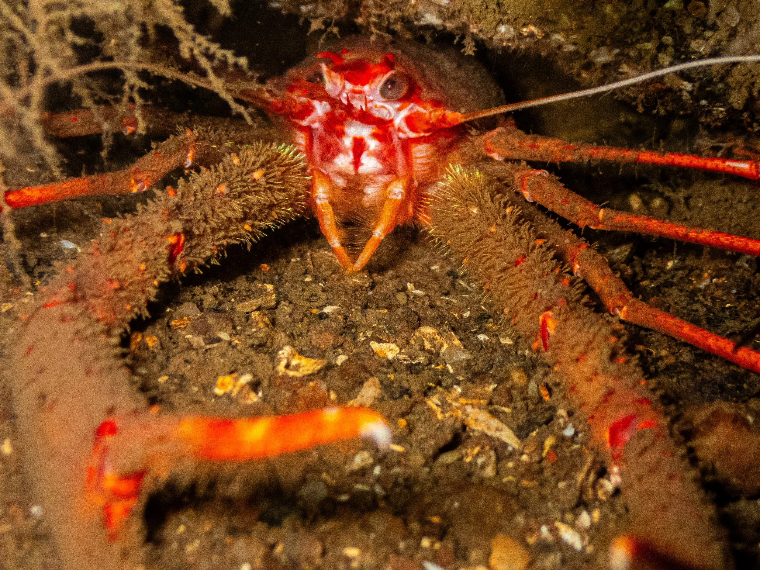 A close-up view of a small, red lobster with a spiny appearance, nestled among dark, rocky, and sandy terrain with marine vegetation, possibly underwater at night.