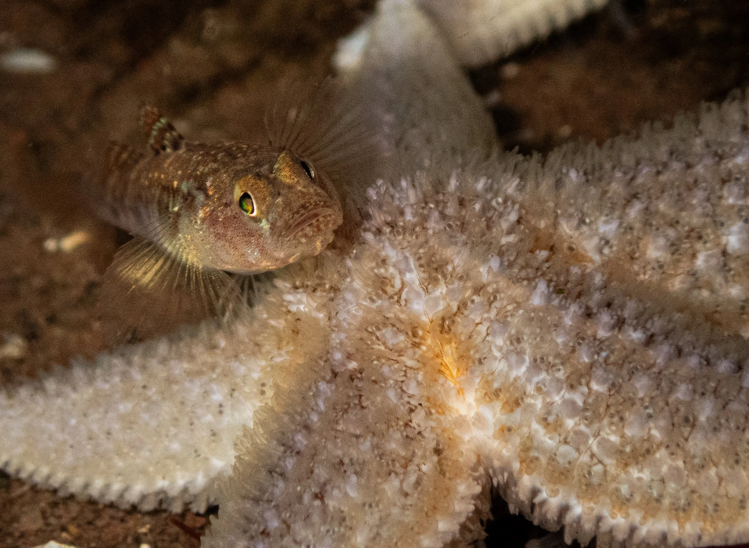 An underwater scene showing a small fish with a streamlined body, camouflage coloration, and distinct dot markings, swimming close to sandy ocean floor.