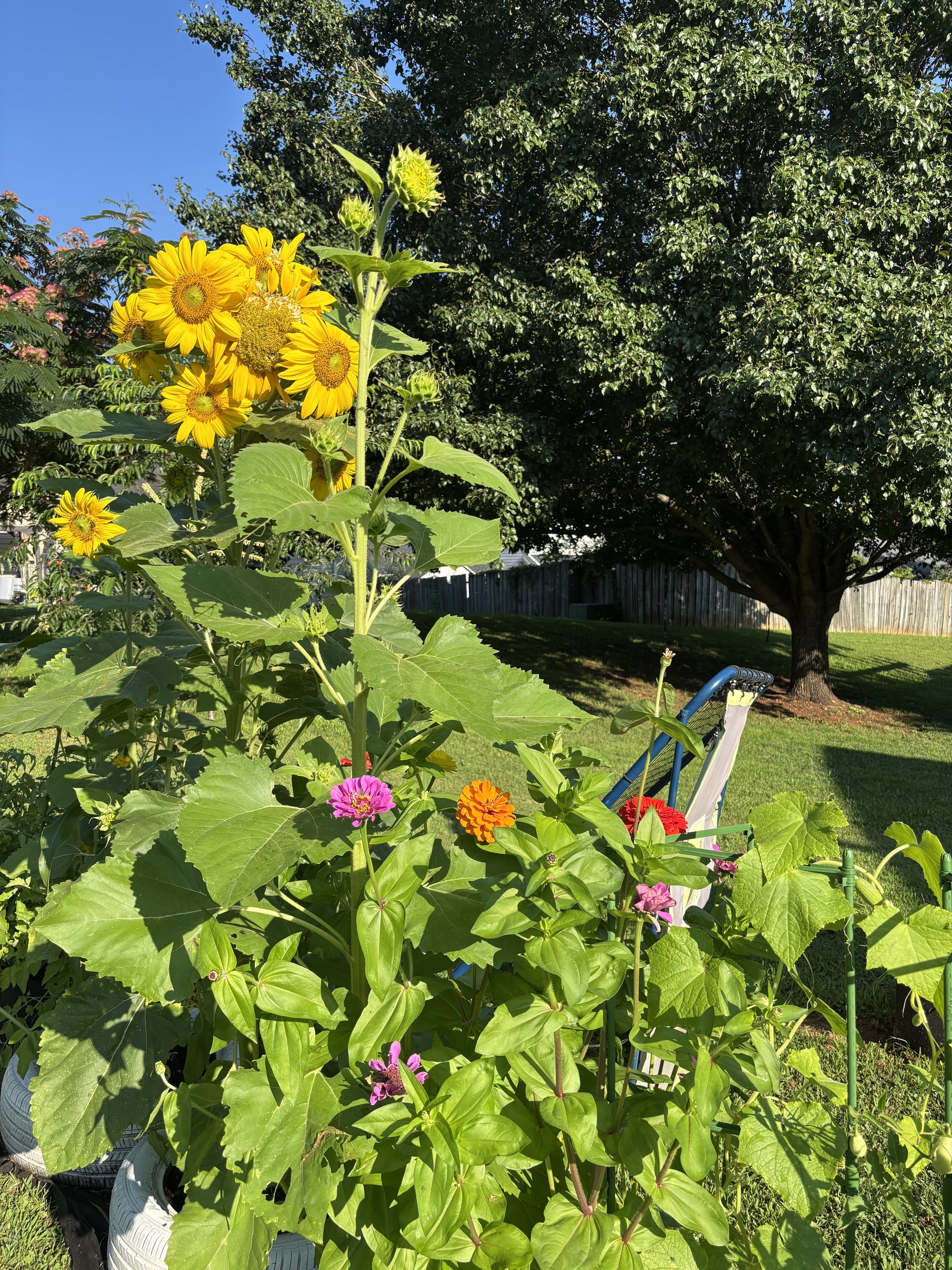 Concord, NC backyard family fruit & flower garden