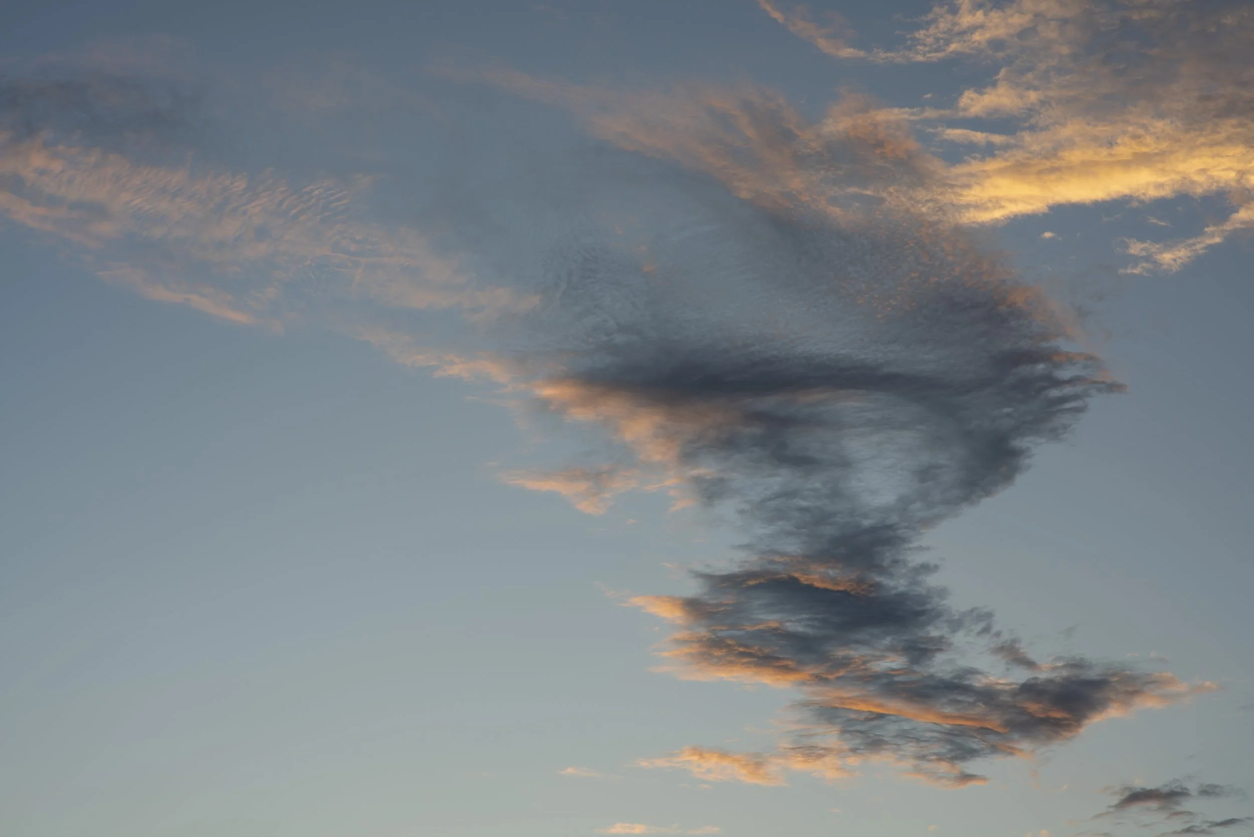 Seagull in the Sky