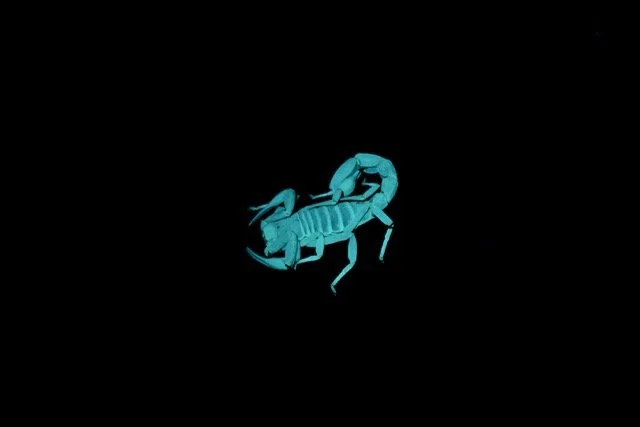 Glowing blue scorpion on a black background.