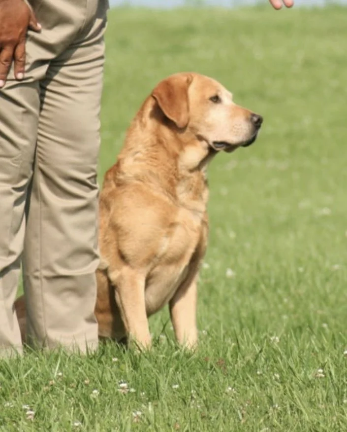 A person standing outdoors with an adult male yellow Labrador Retriever named Finlay sitting attentively on the grass.