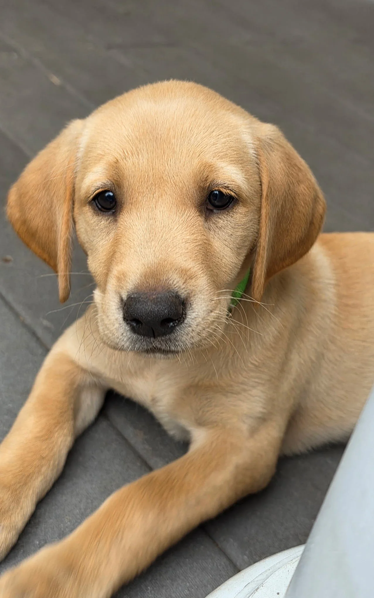 Close-up of a young yellow Labrador Retriever puppy with dark eyes and floppy ears, lying on a gray surface, looking at the camera.