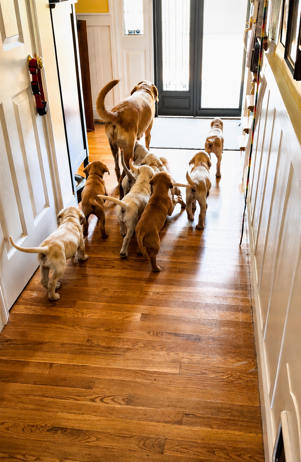 A yellow adult female Labrador Retriever named Addison leads multiple Labrador Retriever puppies down a hallway near the door, some puppies are interacting with each other while others look towards the door.
