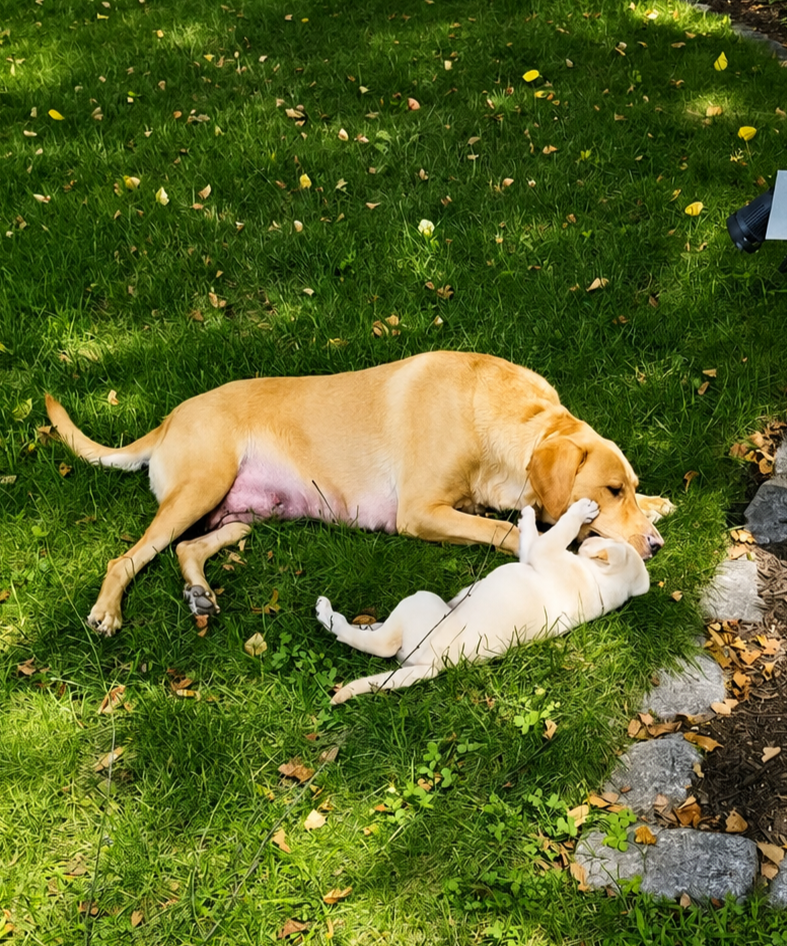 A yellow adult female Labrador Retriever named Addison lying on green grass, playing with a small yellow Labrador Retriever puppy on its back.