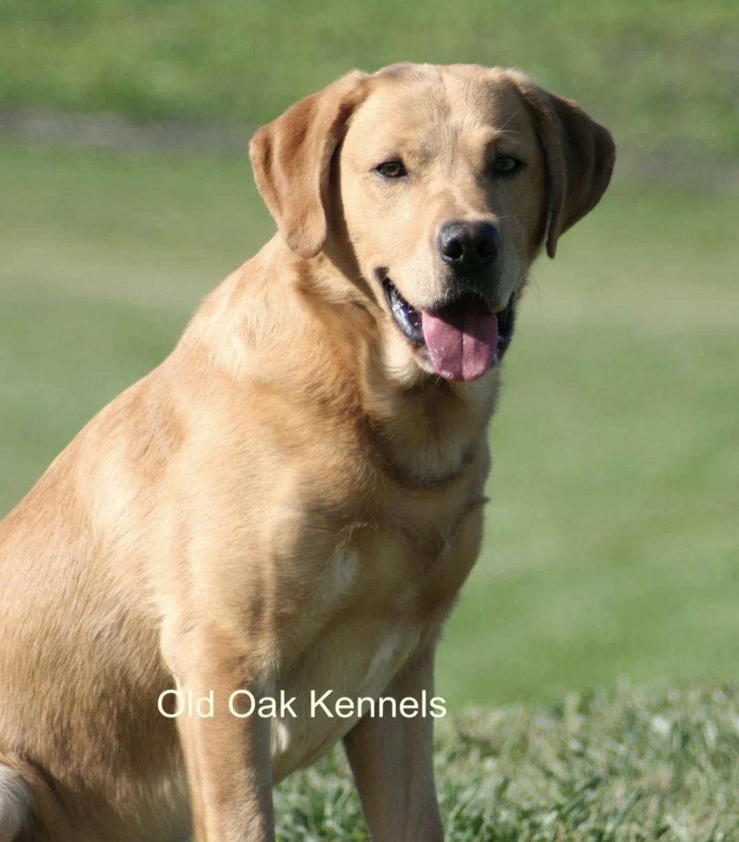 Adult male yellow Labrador Retriever named Finlay sitting on grass with a blurred green background.
