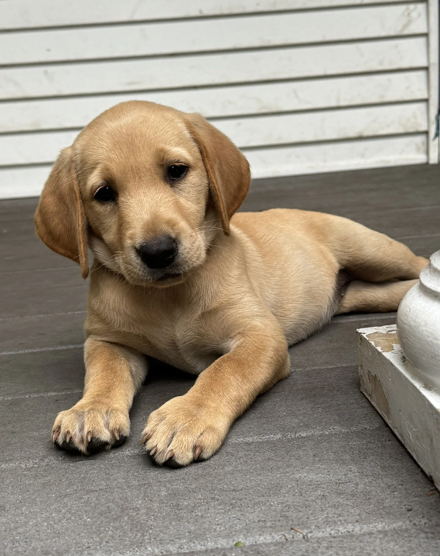 A yellow Labrador Retriever puppy lying on a wooden floor, with a white wooden fence in the background, looking at the camera.