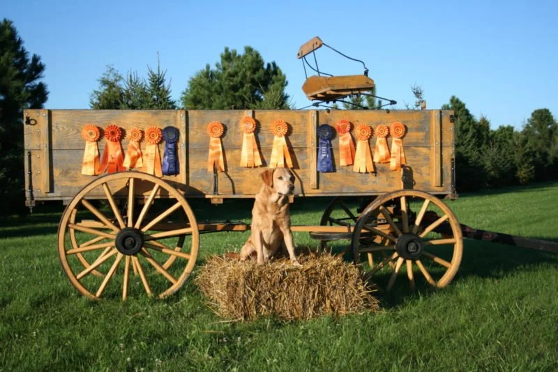 A yellow adult male Labrador Retriever named Finlay sitting on a hay bale in front of a wooden wagon decorated with award ribbons, with a small old-fashioned wooden wagon on top of the wagon, set on a green field with trees in the background.